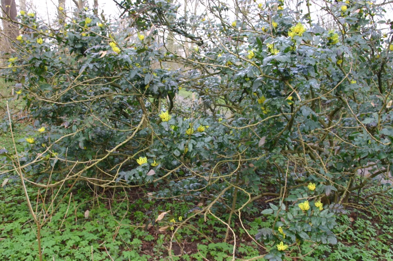 Coast Barberry (Berberis Pinnata) — the Berberis pinnata is a splendid addition to the diverse garden