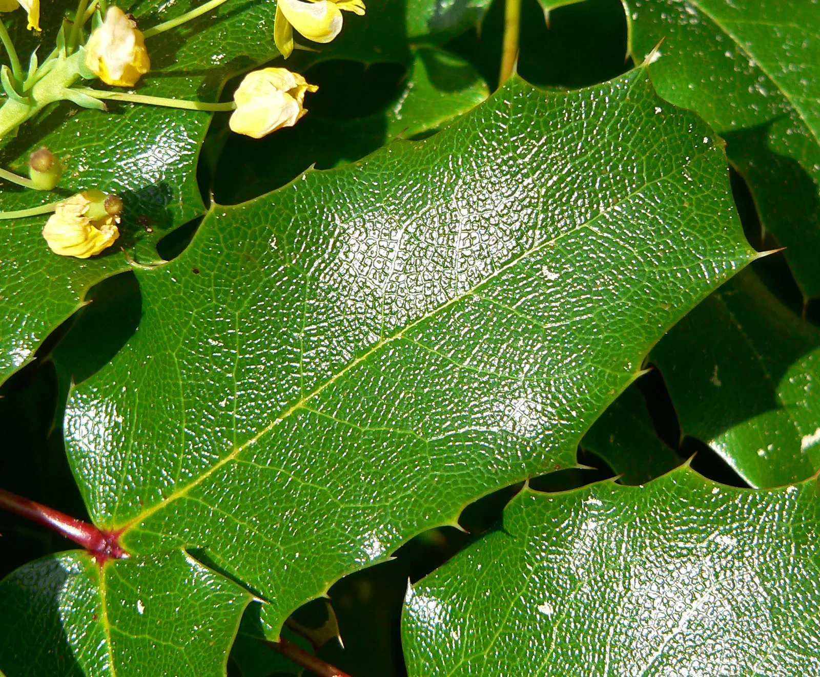 Coast Barberry (Berberis Pinnata) — occasional pruning to maintain shape and promote air circulation within the plant is recommended
