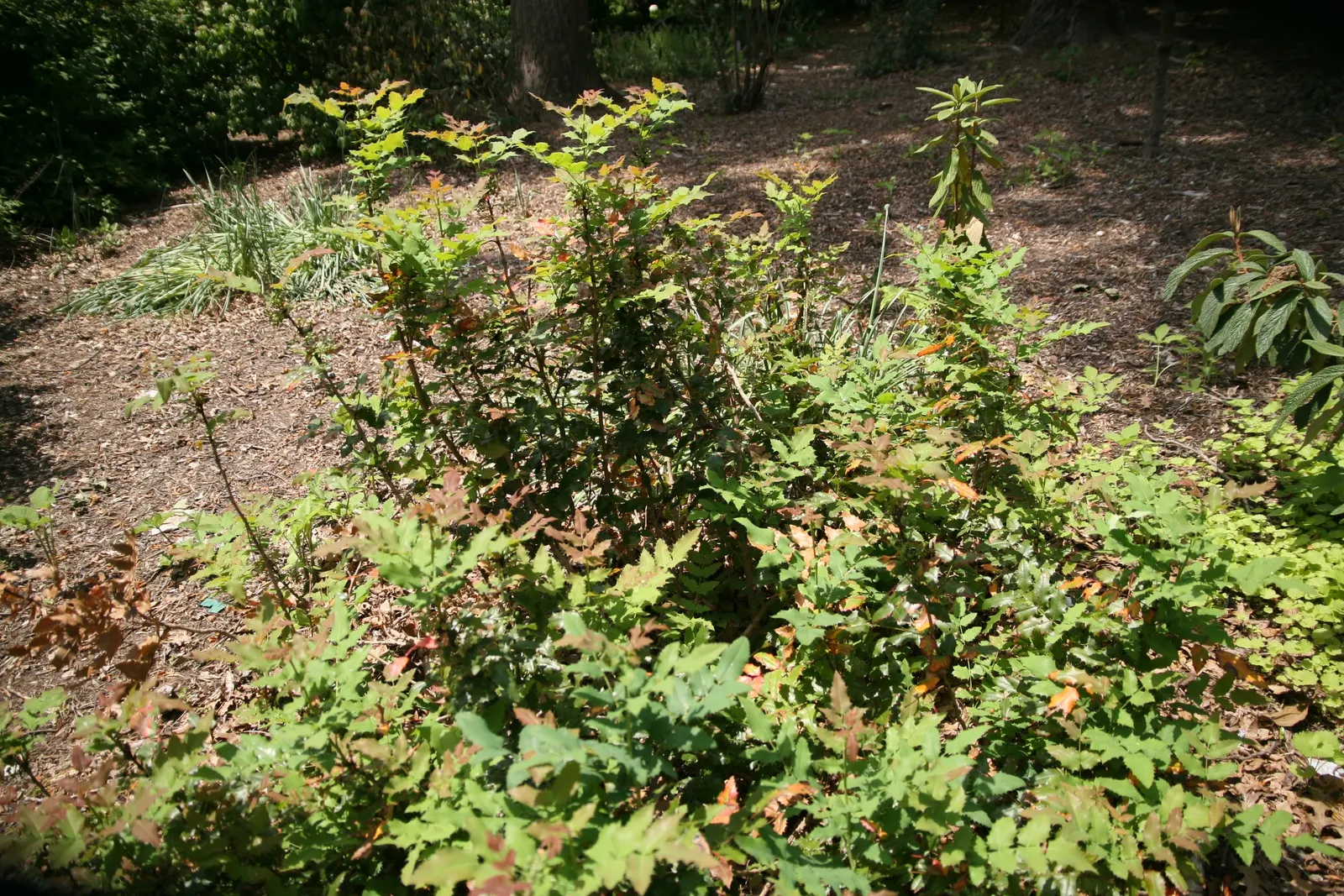 Coast Barberry (Berberis Pinnata) — making it an excellent choice for water-conservative landscapes