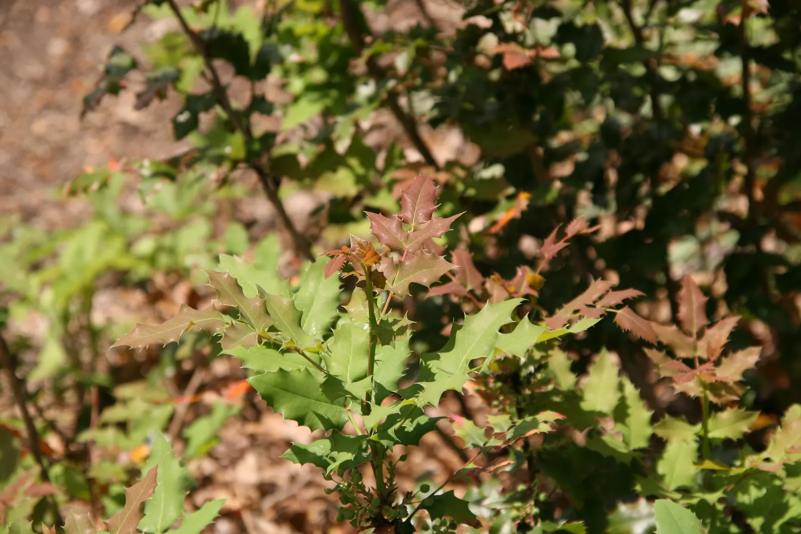 Coast Barberry (Berberis Pinnata) — while also providing food for local bird species.<br><br>Well-adapted to partial shade to full sun exposures