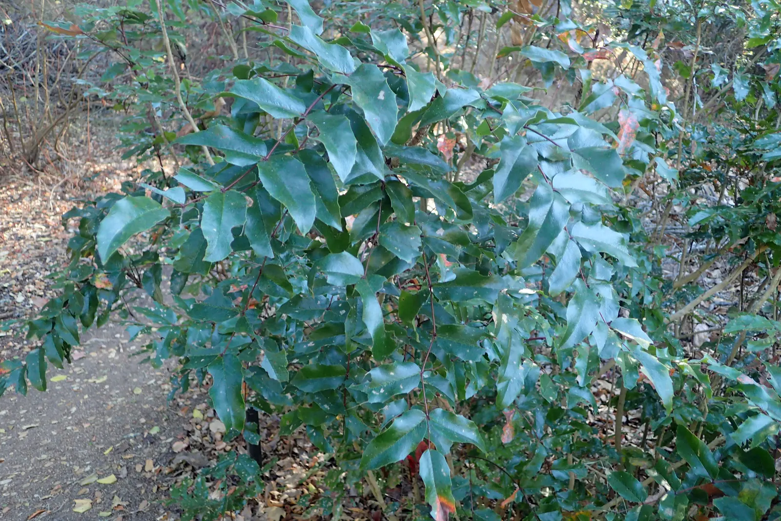 Coast Barberry (Berberis Pinnata) — Native to the coastal regions of California
