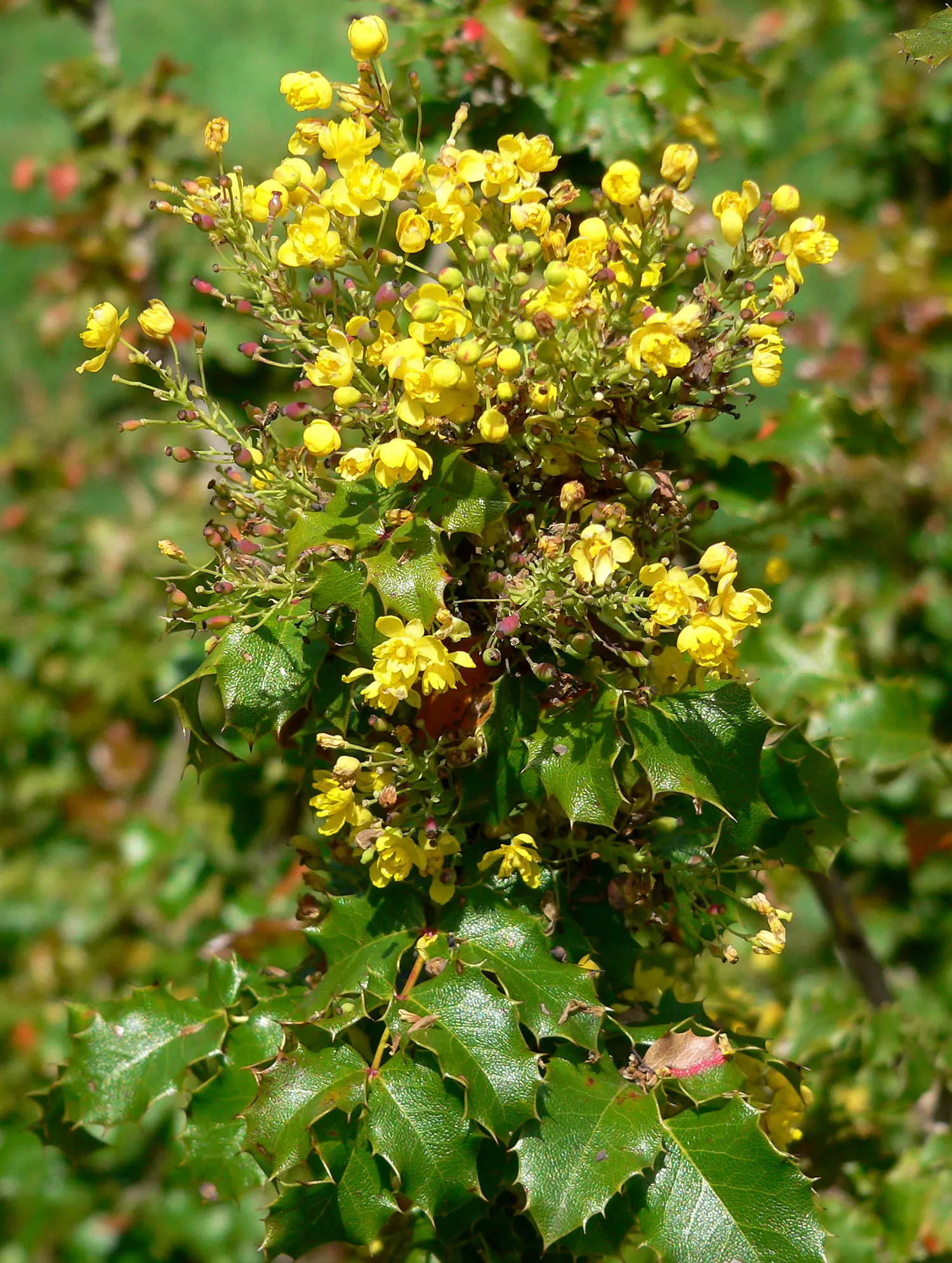 Coast Barberry (Berberis Pinnata) — Ideal for erosion control, it reaches 3-6 feet in height with a similar spread