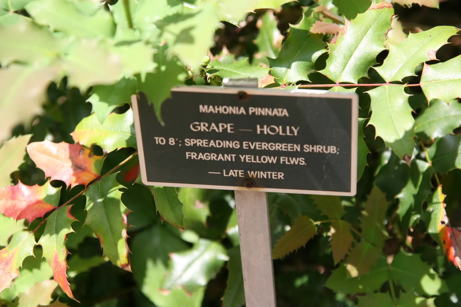 Coast Barberry (Berberis Pinnata) — adding further interest in the late summer and autumn months