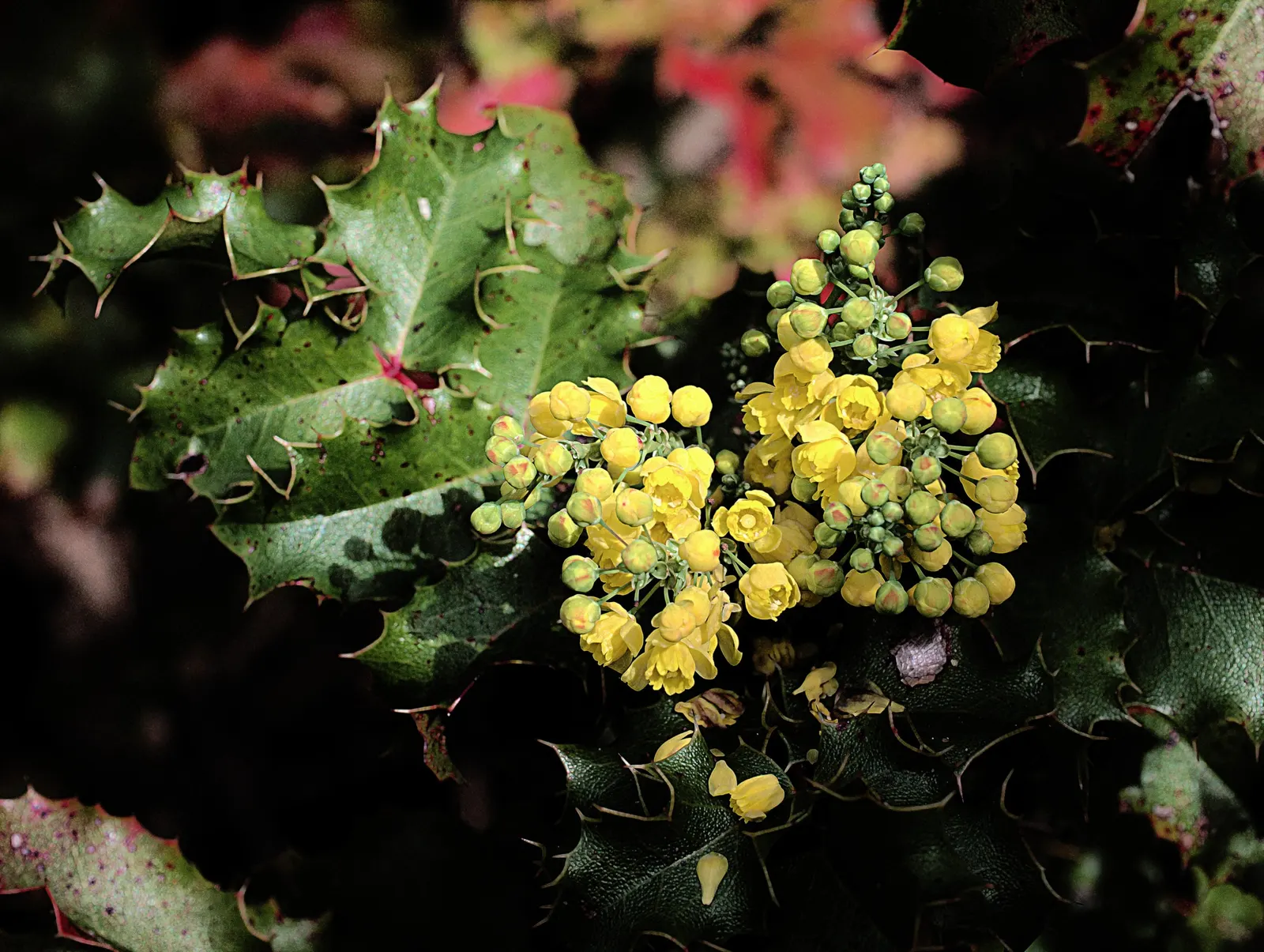 Coast Barberry (Berberis Pinnata) — The Coast Barberry, Berberis pinnata, is a resilient evergreen shrub thriving in USDA zones 7-10