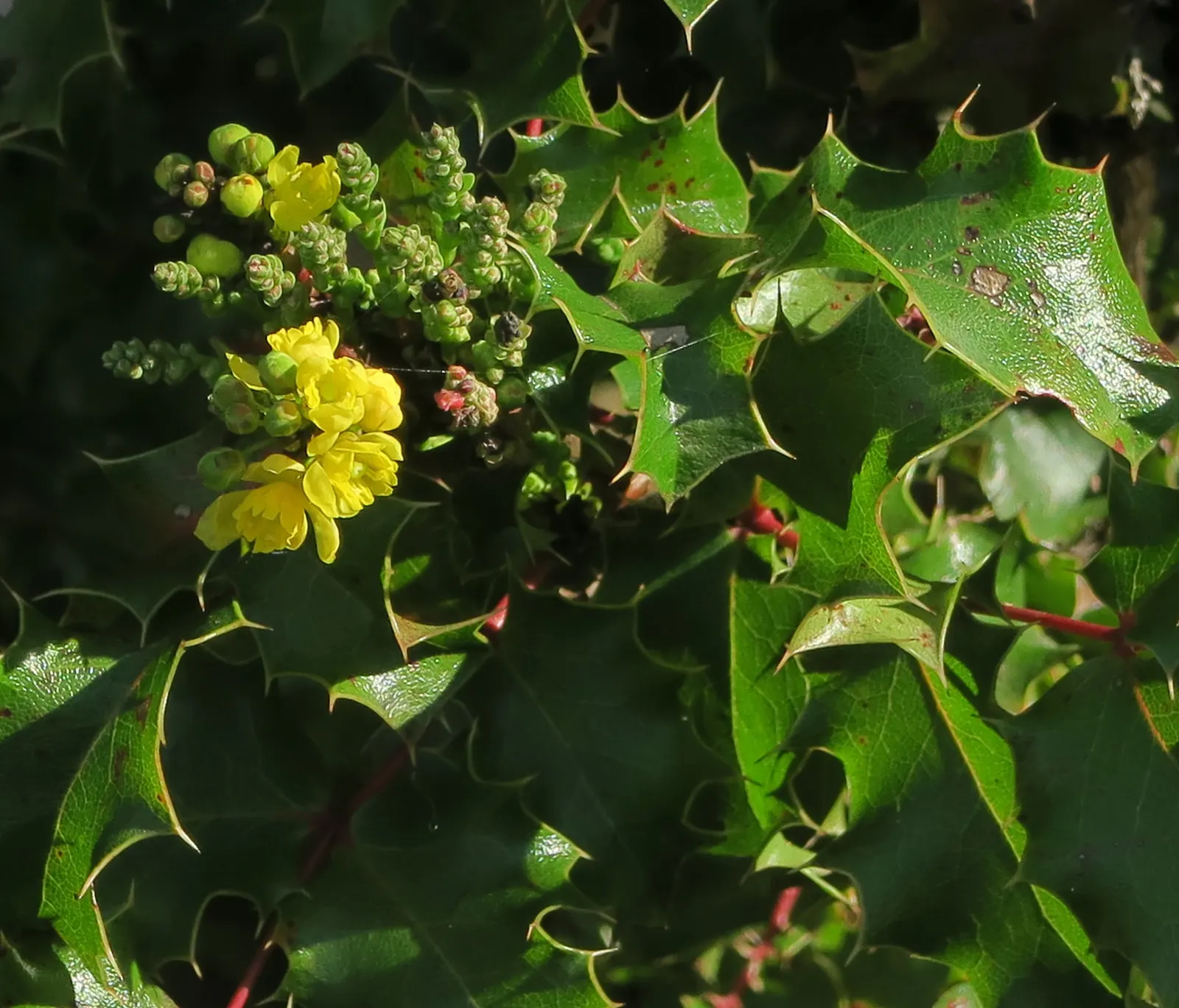 Coast Barberry (Berberis Pinnata) — Prefers full sun to partial shade and well-drained soil