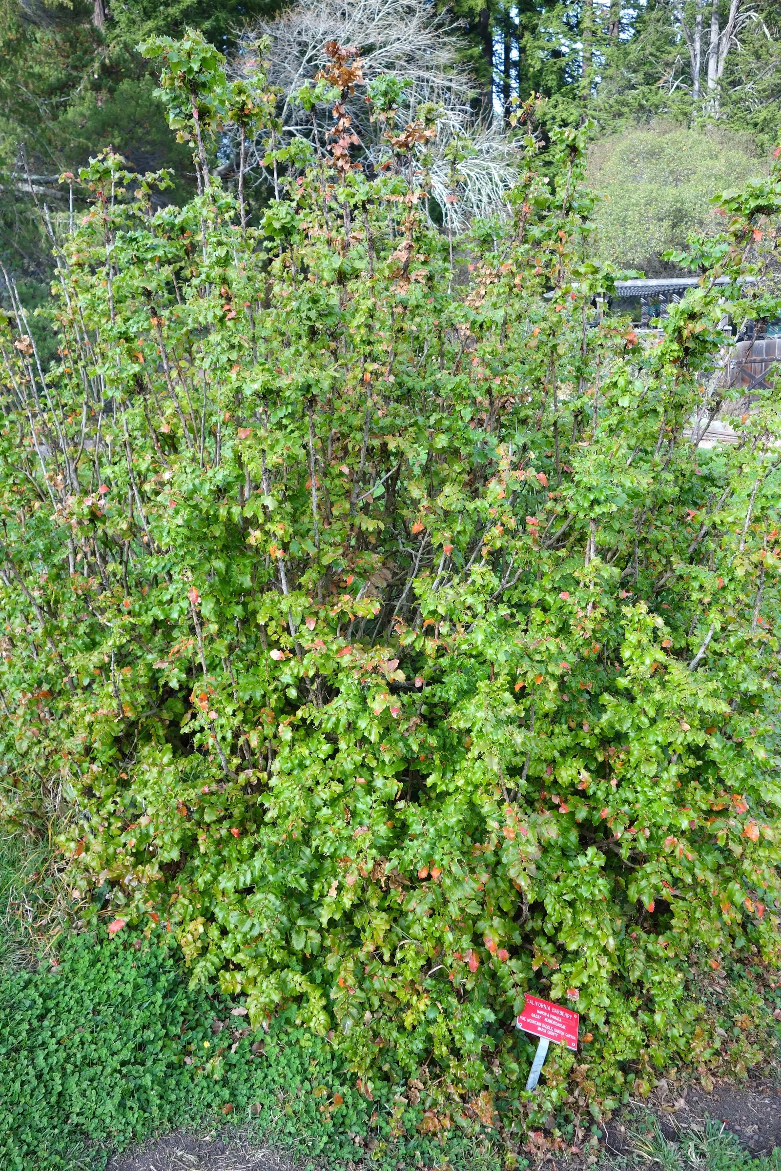 Coast Barberry (Berberis Pinnata) — pinnate leaves and spring clusters of yellow flowers