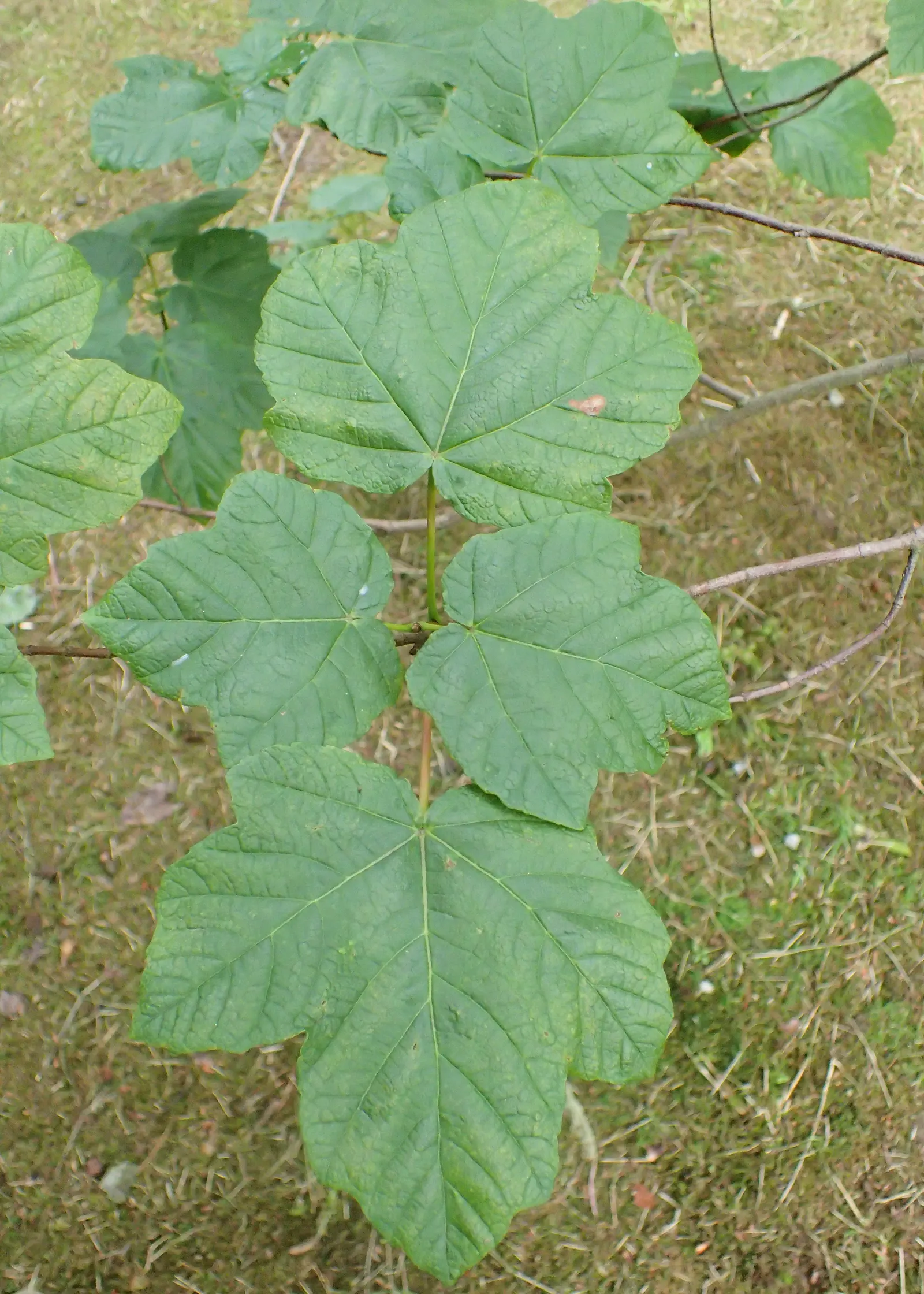 Himalayan Maple Tree (Acer oblongum) — averaging 3 to 5 inches in length