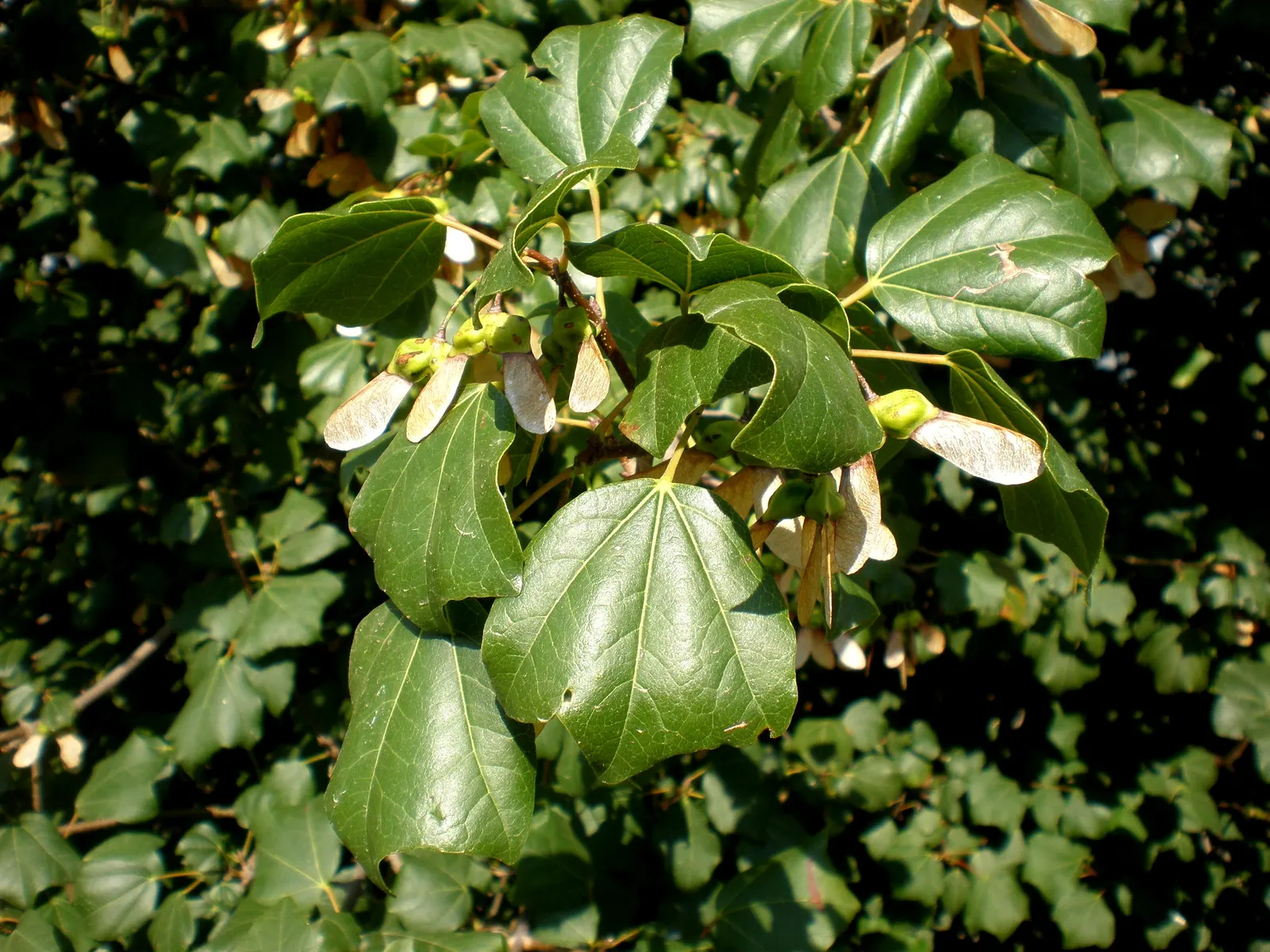 Himalayan Maple Tree (Acer oblongum) — making it an excellent choice for seasonal interest.<br><br>Its bark