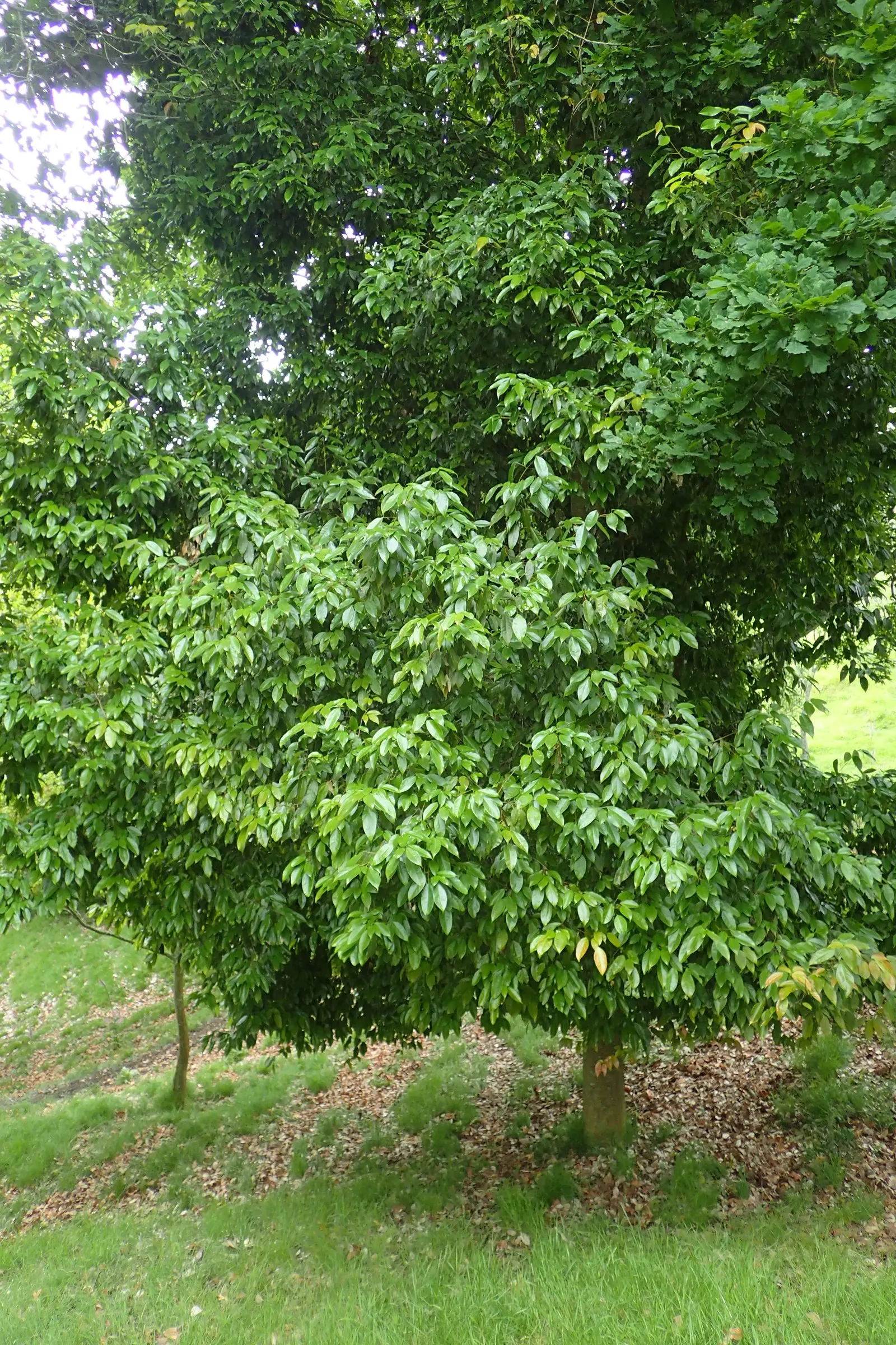 Himalayan Maple Tree (Acer oblongum) — reaching up to 50 feet in height with a 30-foot spread