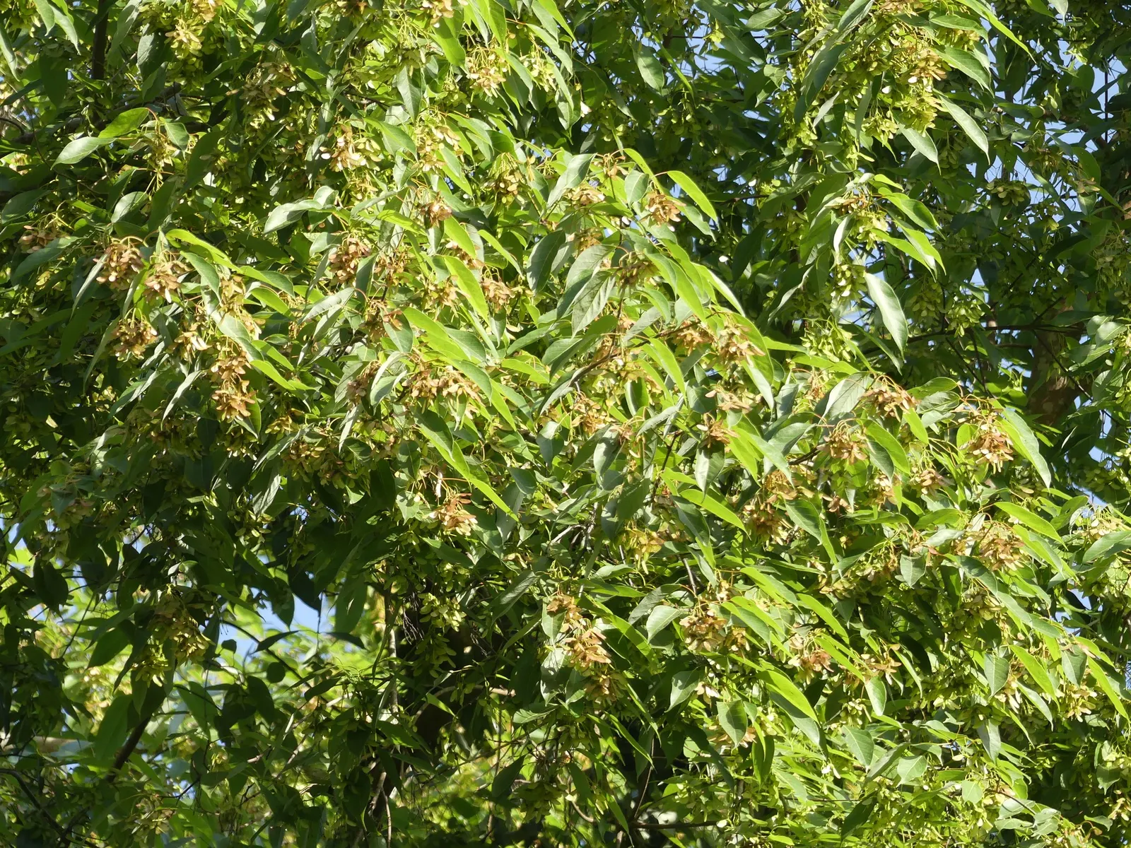 Himalayan Maple Tree (Acer oblongum) — Thrives in USDA zones 7-9, preferring well-drained soil and full sun to partial shade