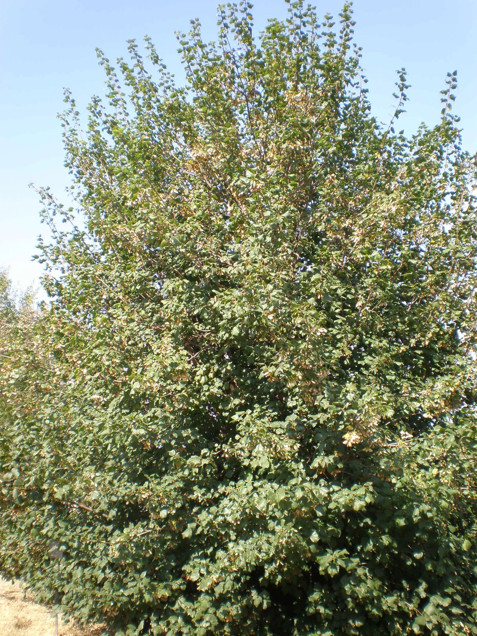 Himalayan Maple Tree (Acer oblongum) — scientifically known as Acer oblongum
