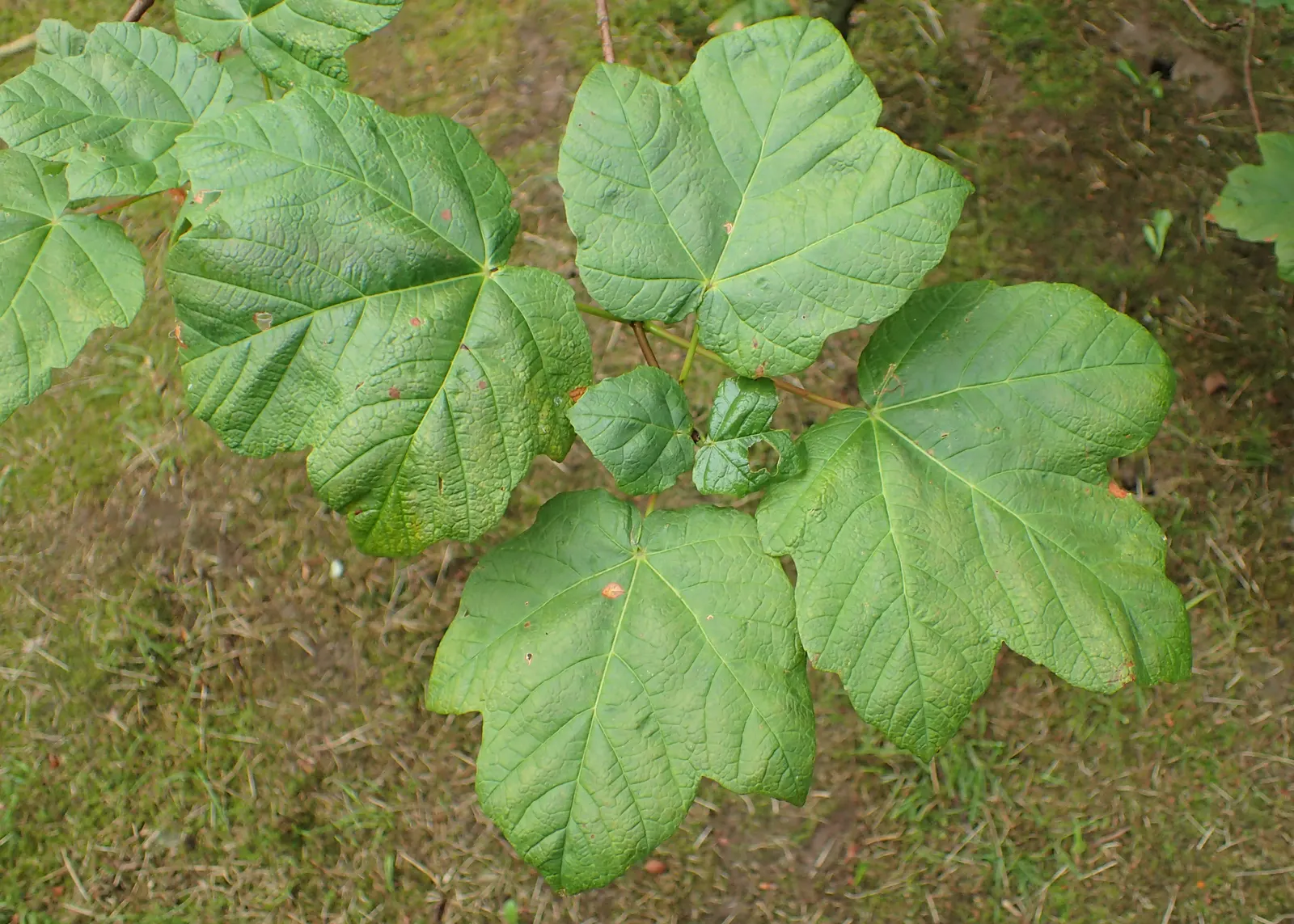 Himalayan Maple Tree (Acer oblongum) — Its moderate growth rate and low maintenance make it ideal for creating focal points in landscapes