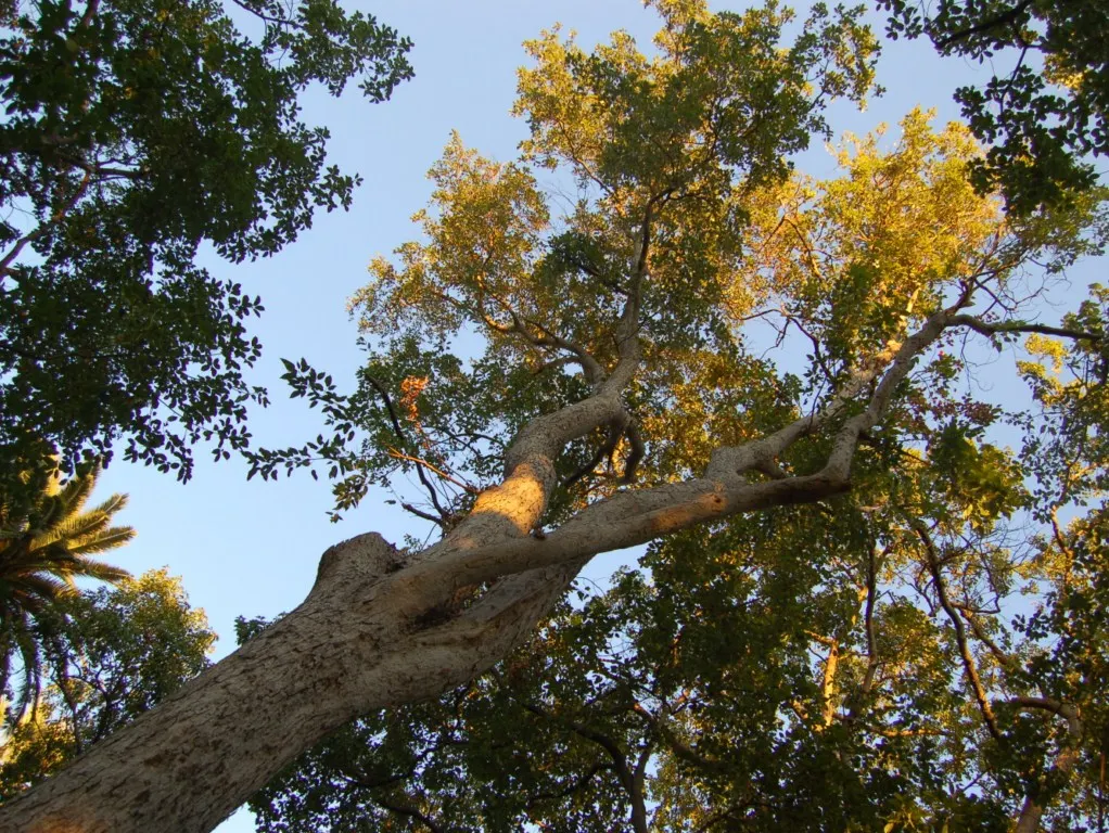 Himalayan Maple Tree (Acer oblongum) — is a stately deciduous tree