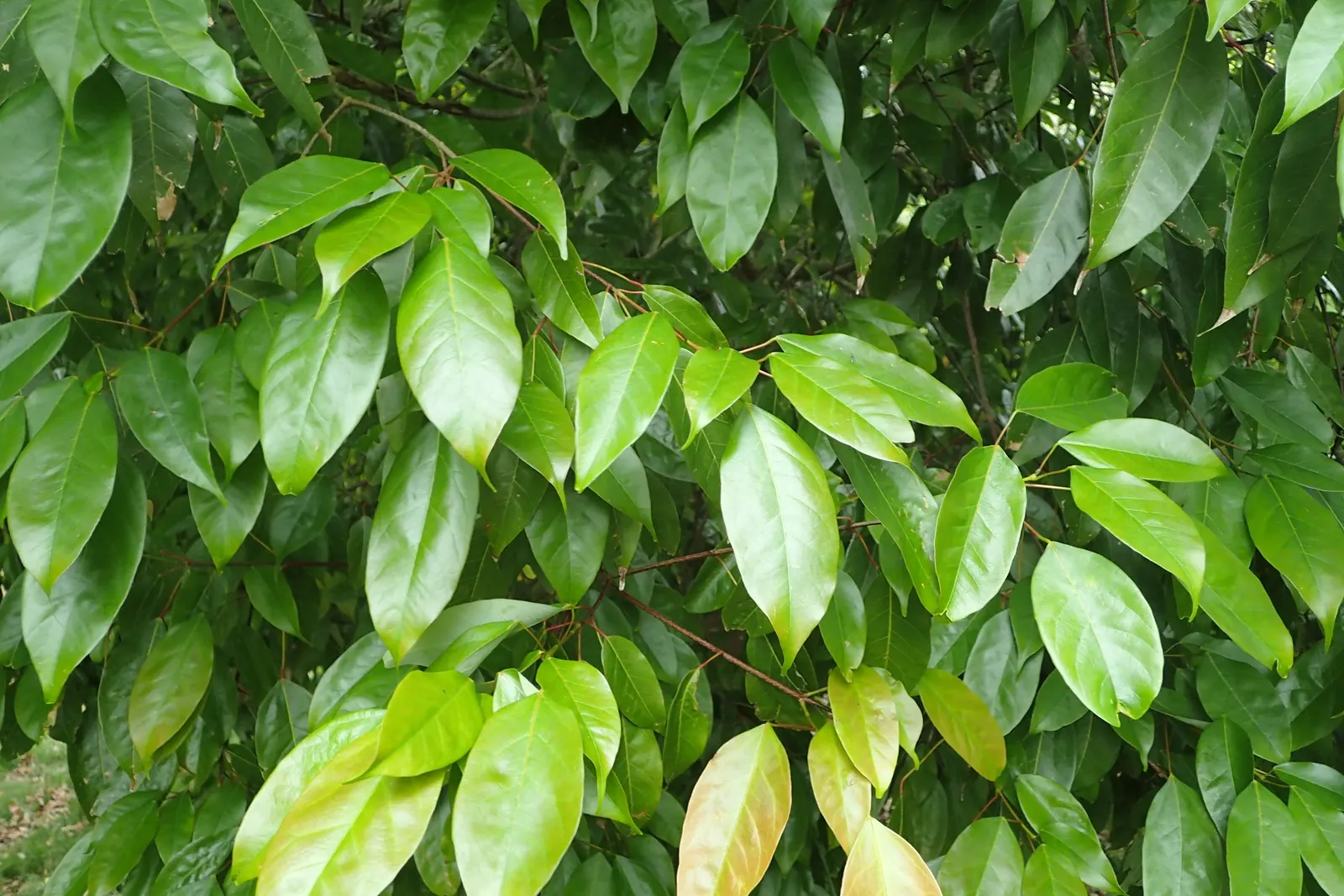 Himalayan Maple Tree (Acer oblongum) — With oblong-ovate leaves that turn yellow to red in fall, it provides a vibrant seasonal display