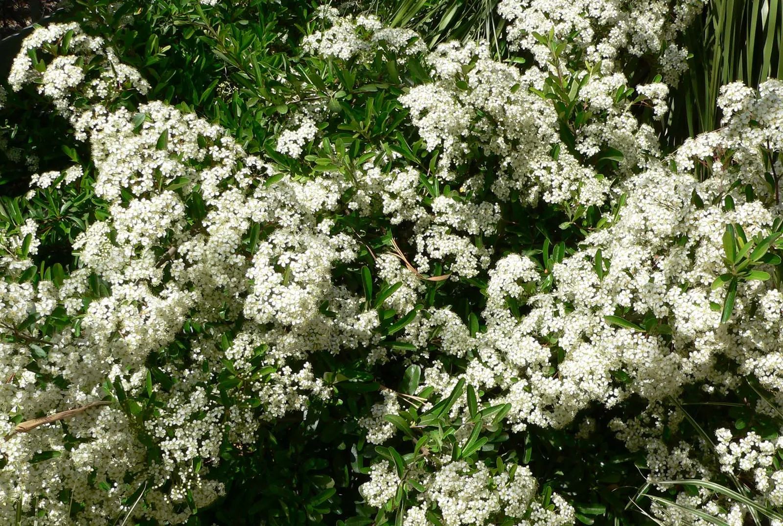 Santa Cruz Pyracantha (Pyracantha Koidzumii 'Santa Cruz') — is a low-growing evergreen shrub