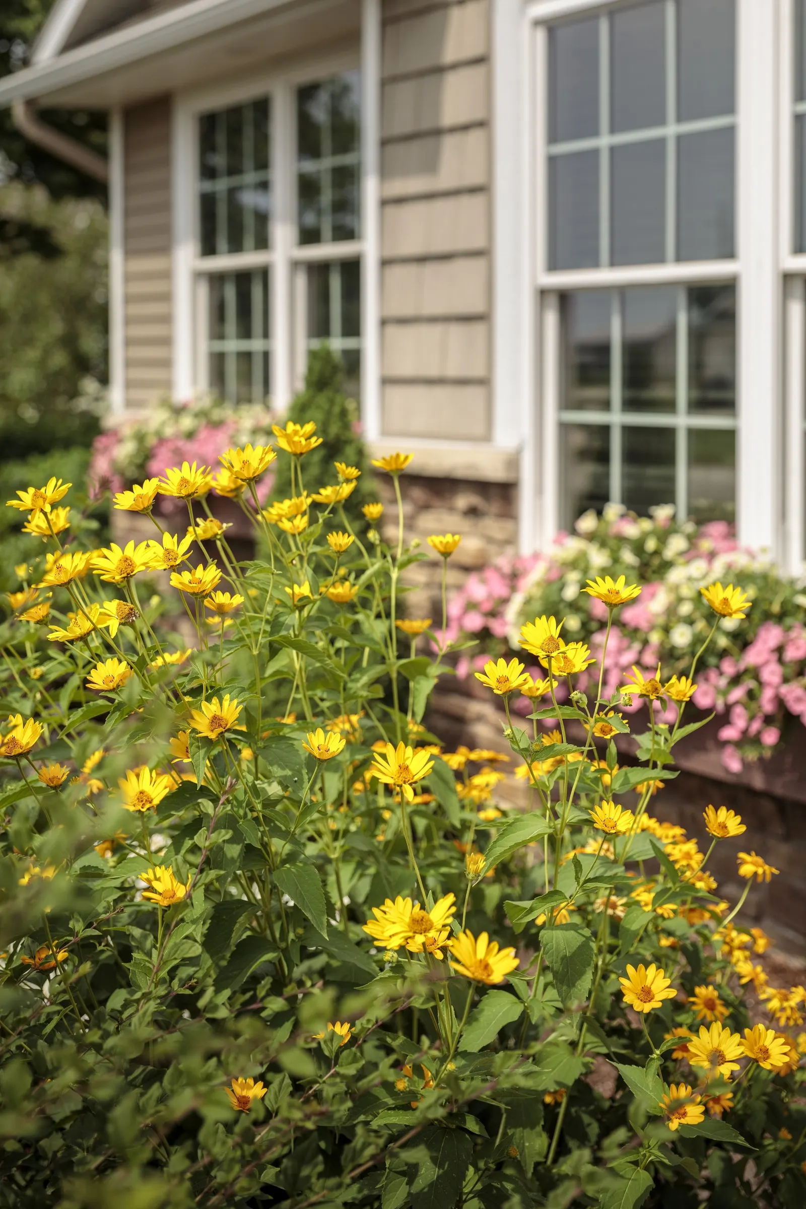 Daisy May® Shasta Daisy (Leucanthemum superbum) — bloom-heavy presence in summer