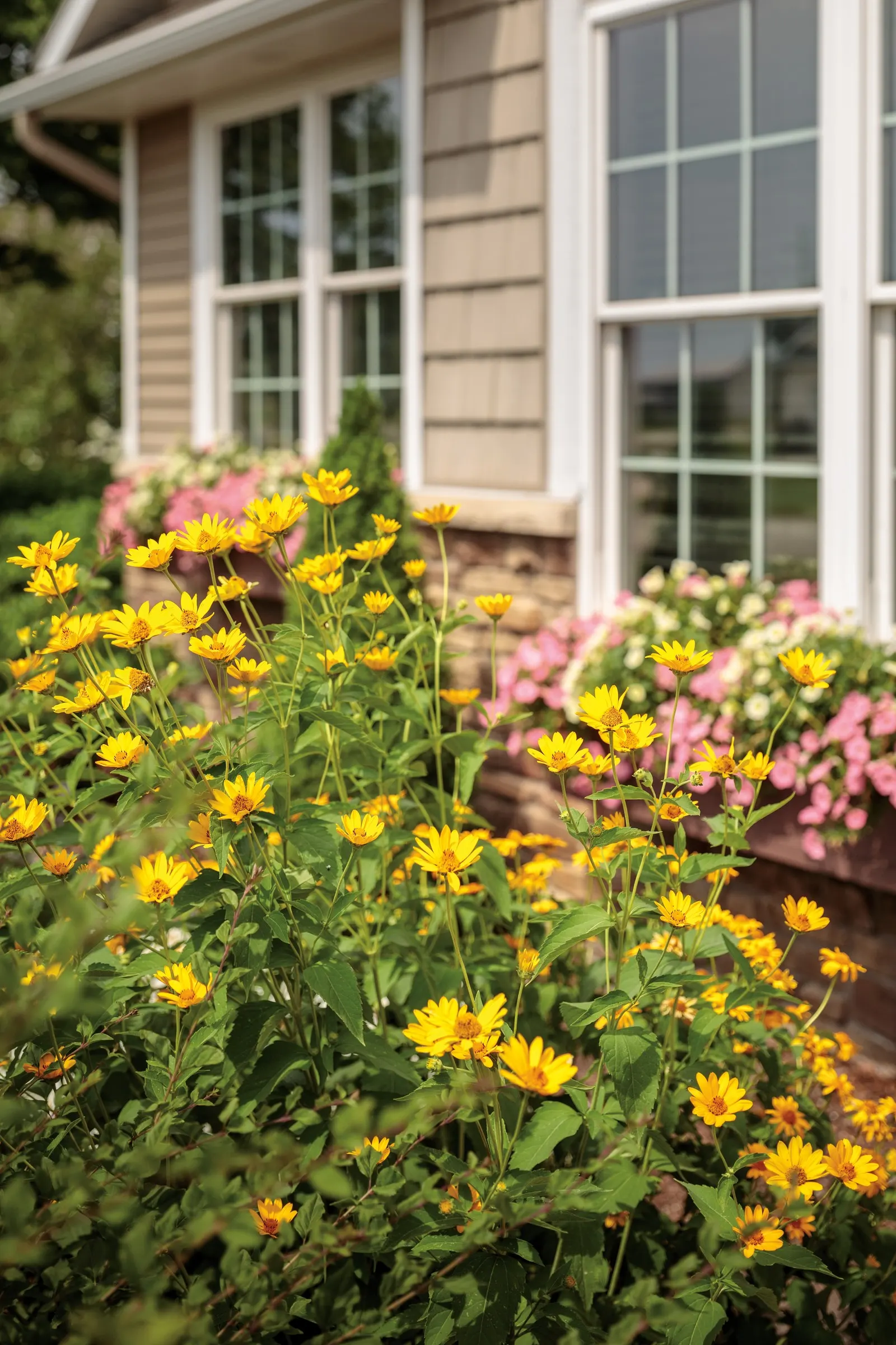 Daisy May® Shasta Daisy (Leucanthemum superbum) — adding movement and life to the planting.<br><br>This Shasta daisy performs best in full sun