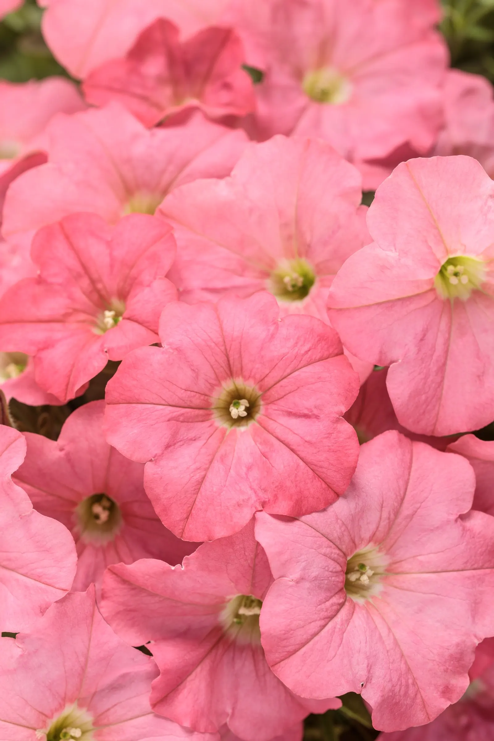 Bermuda Beach® III Petunia — and if plants become open or tired late in the season; set against clean green foliage