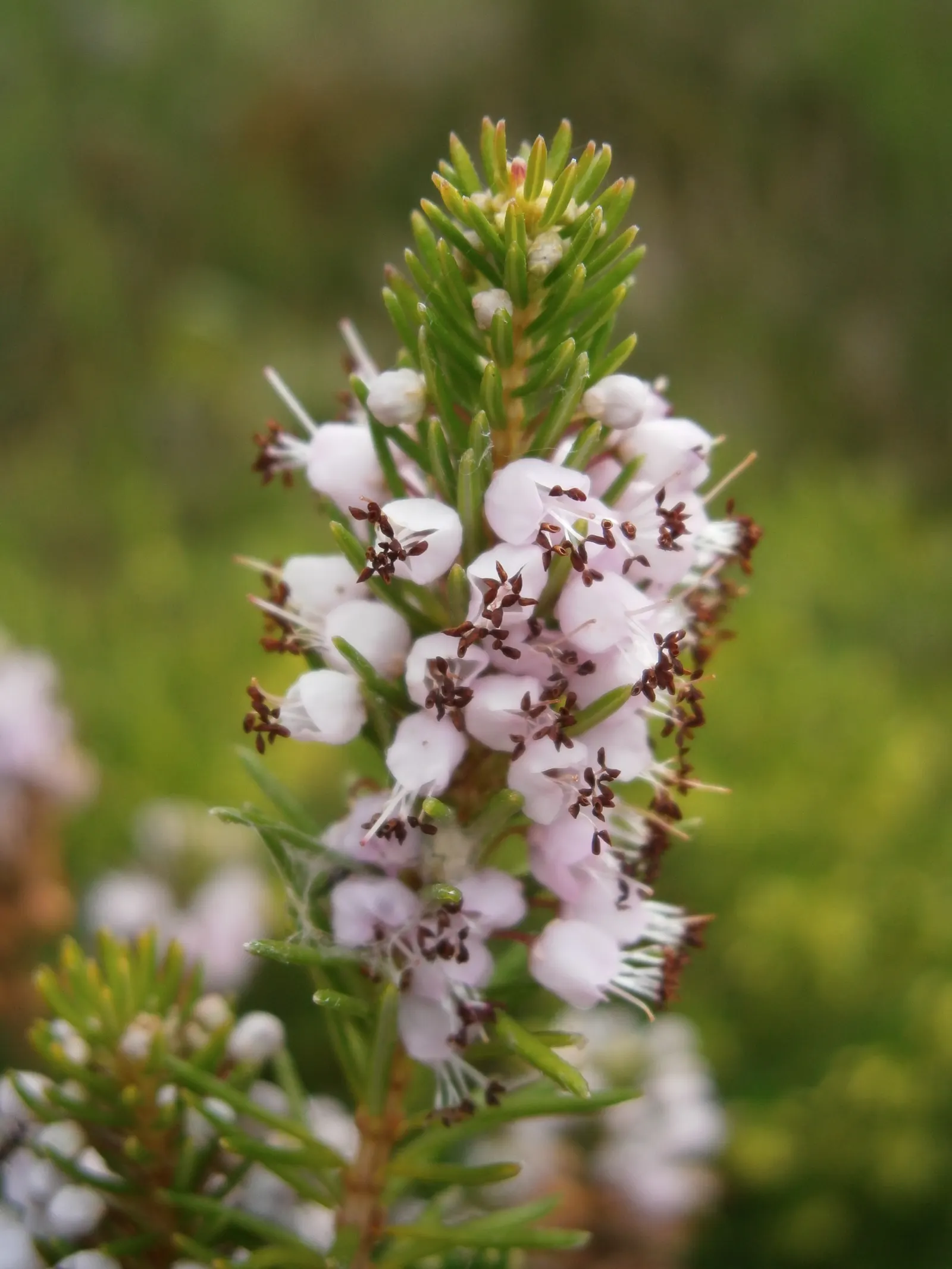 Cornish Heather (Erica Vagans) — This heather prefers full sun to partial shade, offering greater flower abundance in brighter conditions