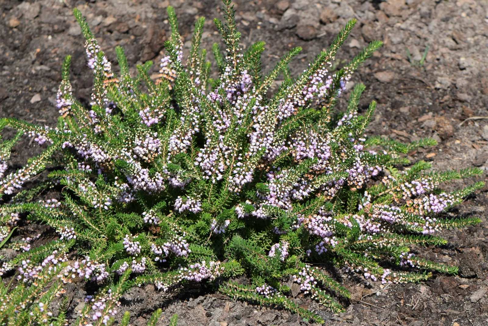 Cornish Heather (Erica Vagans) — Cornish Heather's evergreen presence provides enduring visual appeal