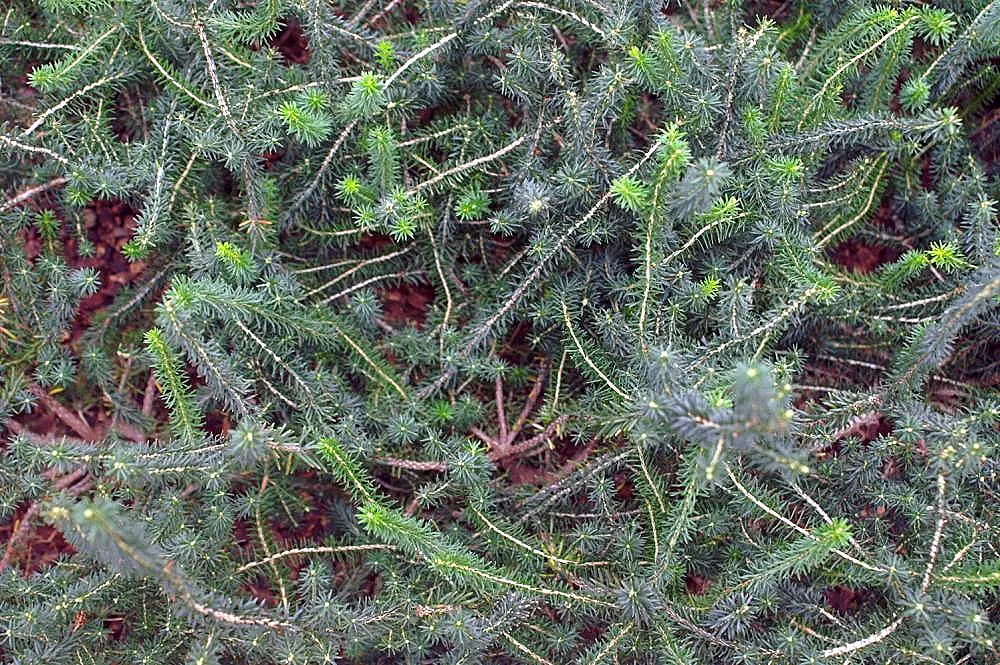 Cornish Heather (Erica Vagans) — From mid-summer to early fall