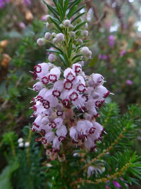 Cornish Heather (Erica Vagans) — reaching about 20 inches in height and 24 inches in spread