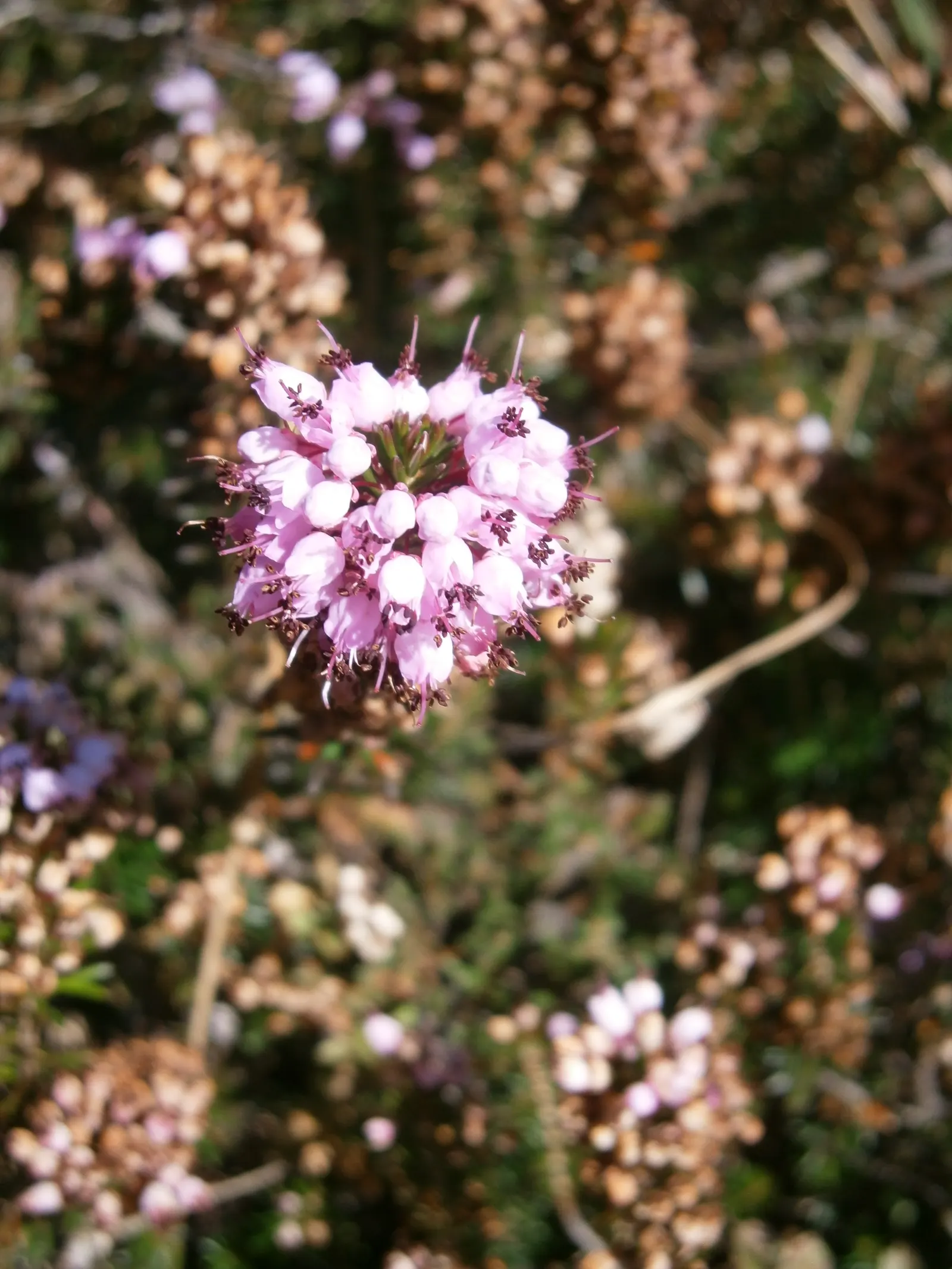 Cornish Heather (Erica Vagans) — pink flowers in the garden