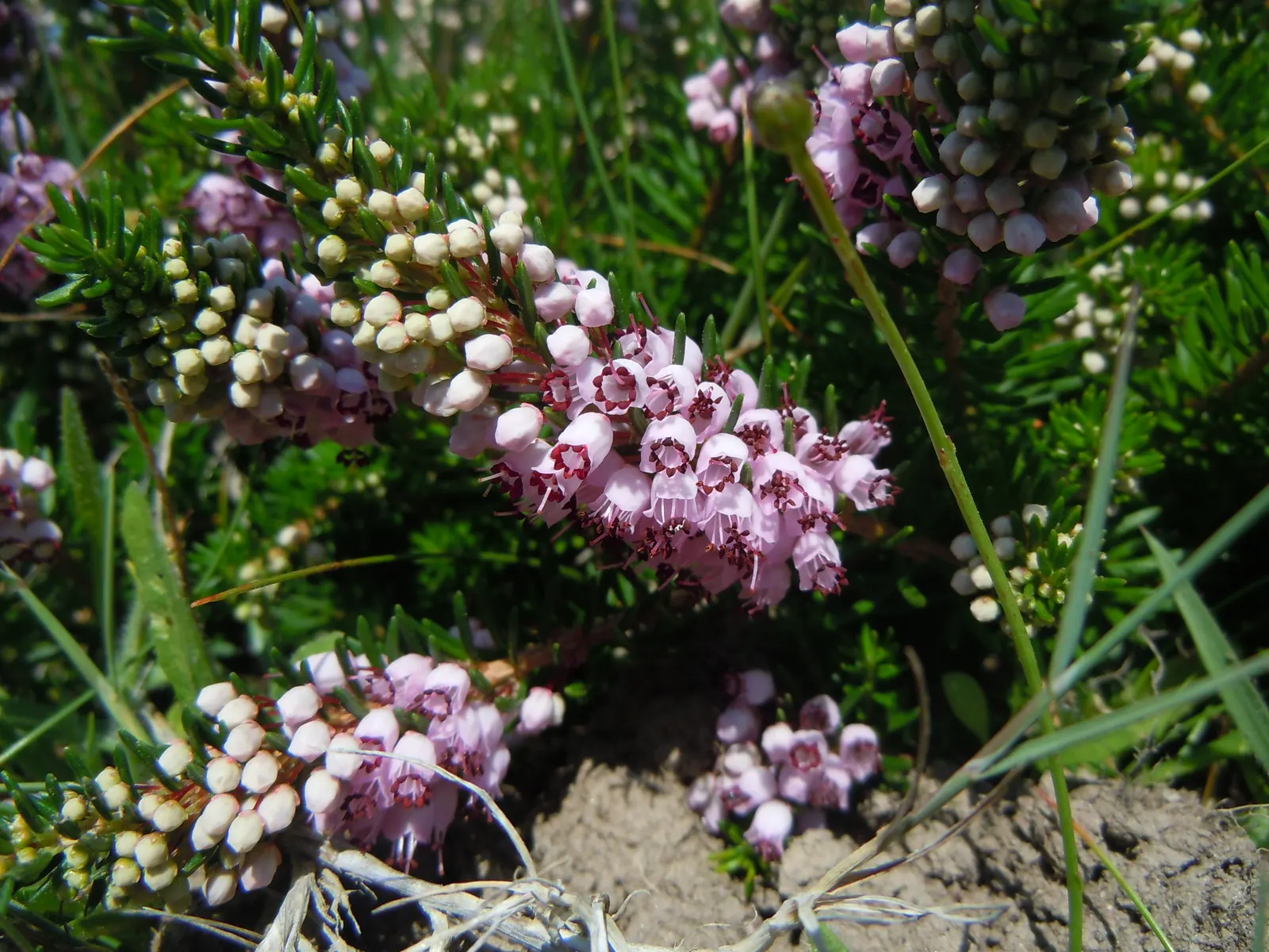 Cornish Heather (Erica Vagans) — typically reaching heights of 18 to 24 inches with a similar spread