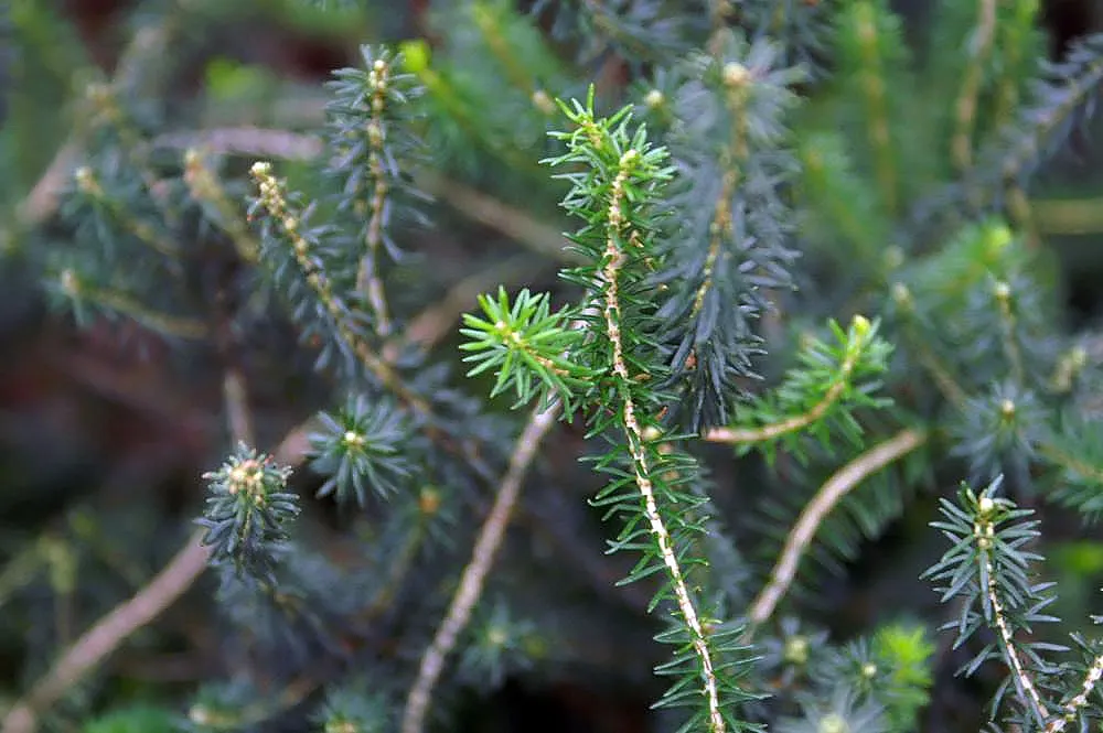 Cornish Heather (Erica Vagans) — attracting pollinators like bees and butterflies to the garden.<br><br>Hardy within USDA zones 5 to 8