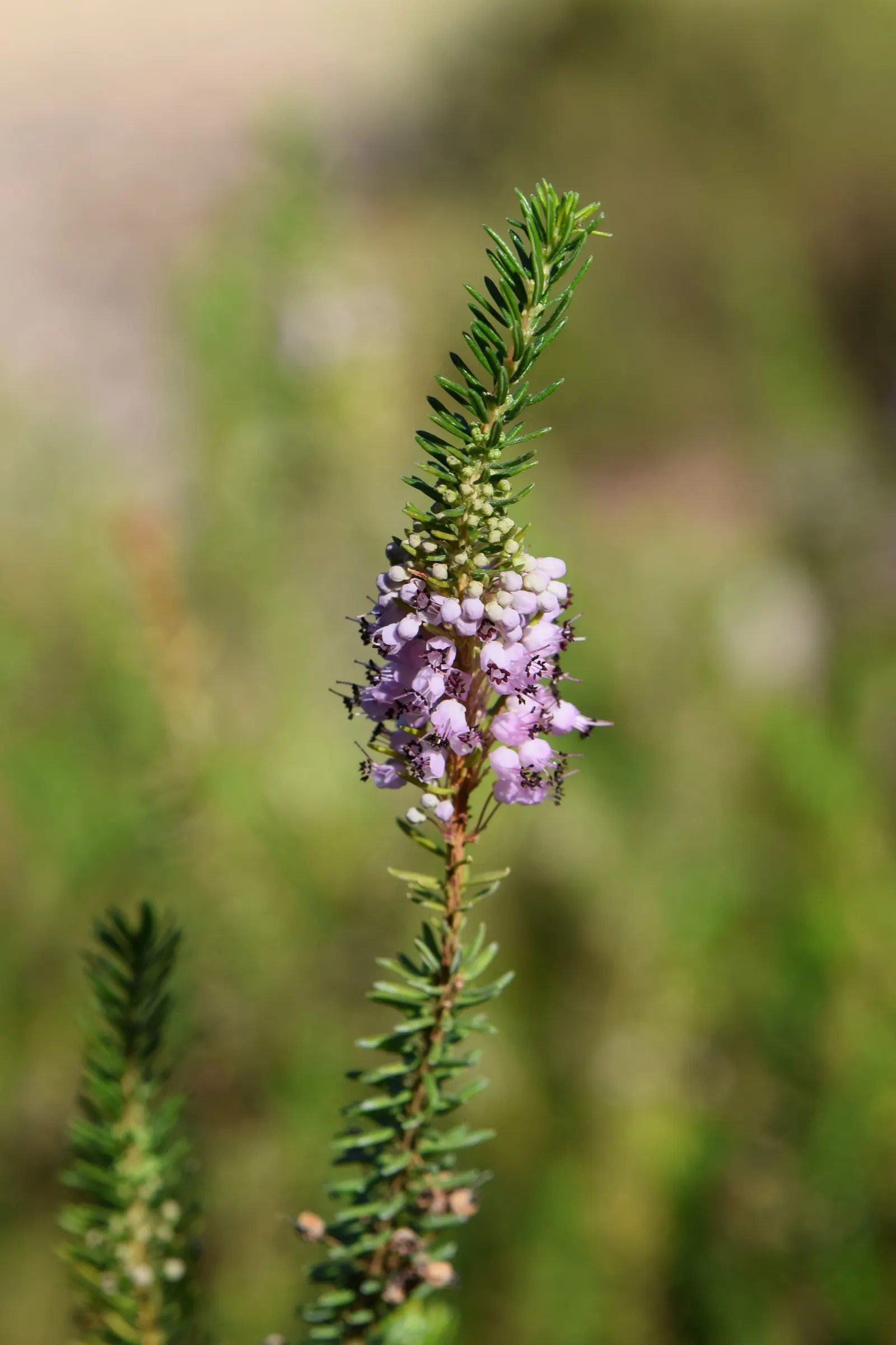 Cornish Heather (Erica Vagans) — ground cover / shrub with pink blooms