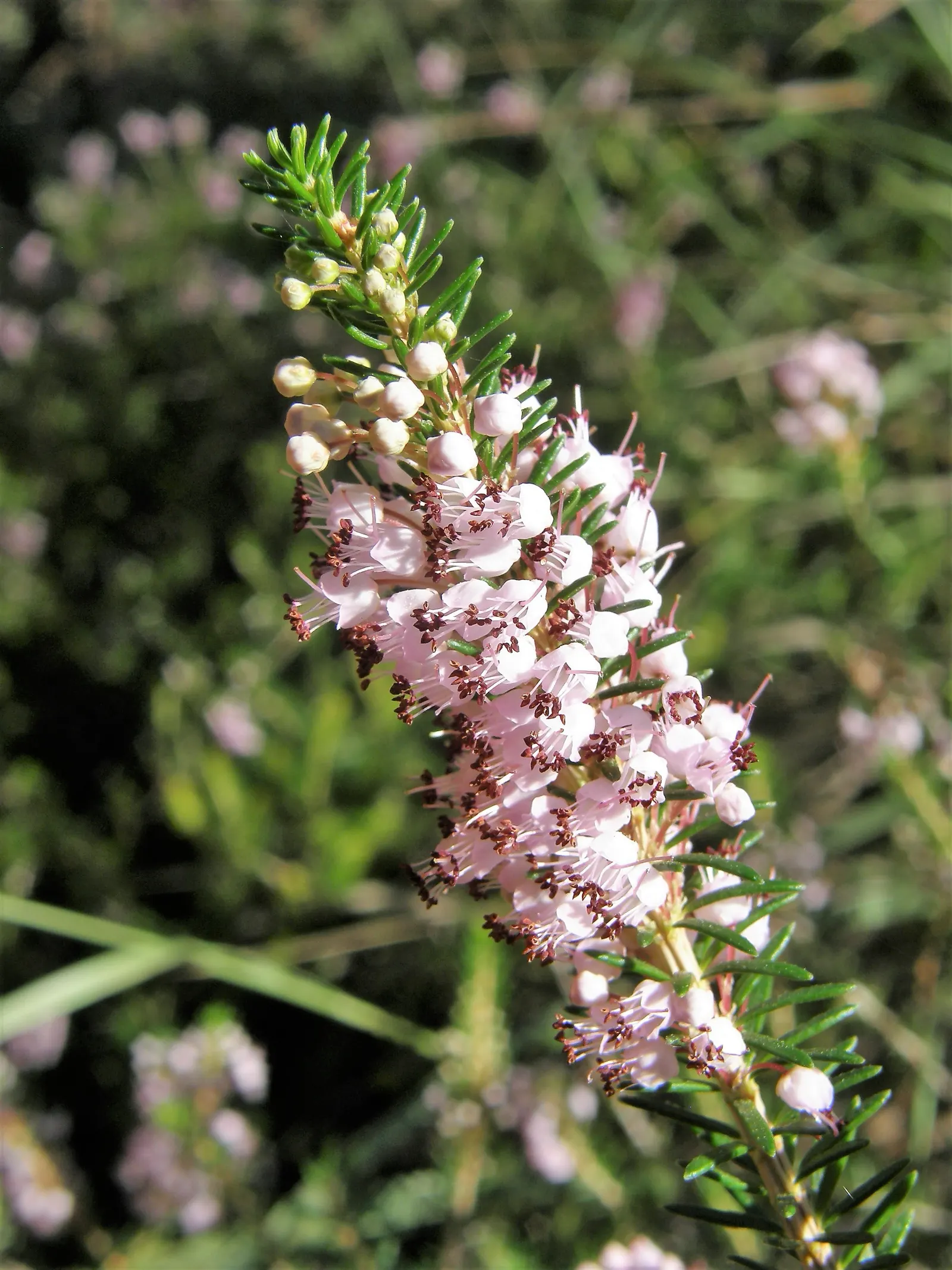 Cornish Heather (Erica Vagans) — Cornish Heather (Erica vagans) exhibits a low-growing