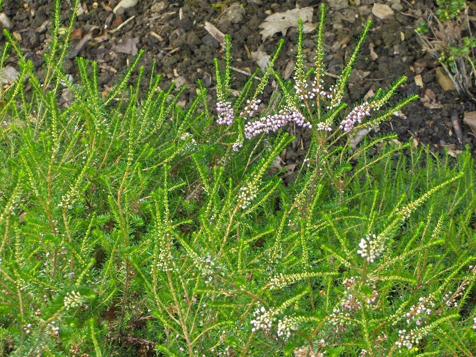 Cornish Heather (Erica Vagans) — It is tolerant of maritime exposure, making it an excellent choice for coastal landscapes