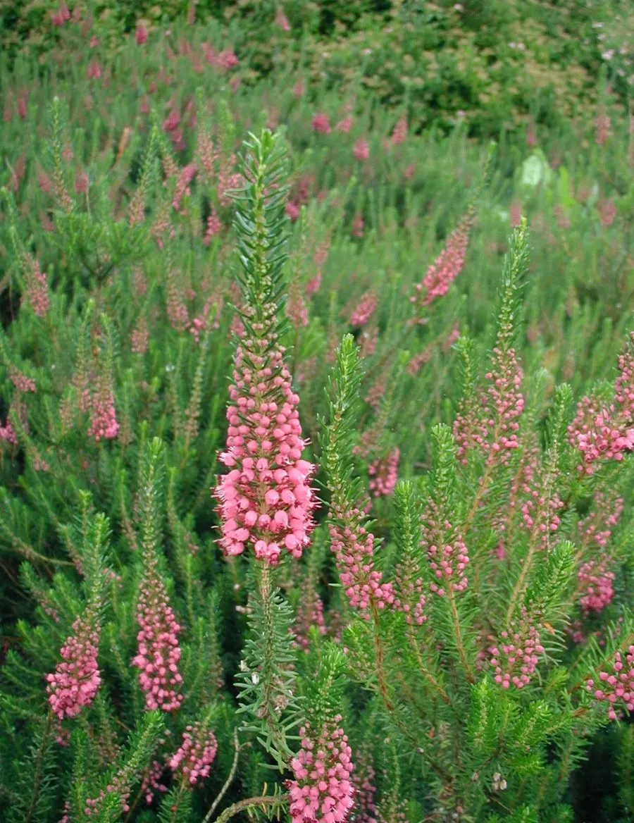 Cornish Heather (Erica Vagans) — while its low-growing habit requires minimal upkeep