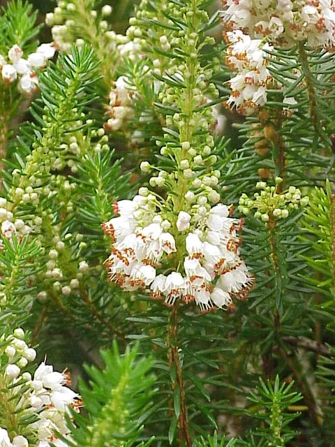 Cornish Heather (Erica Vagans) — botanically known as Erica vagans