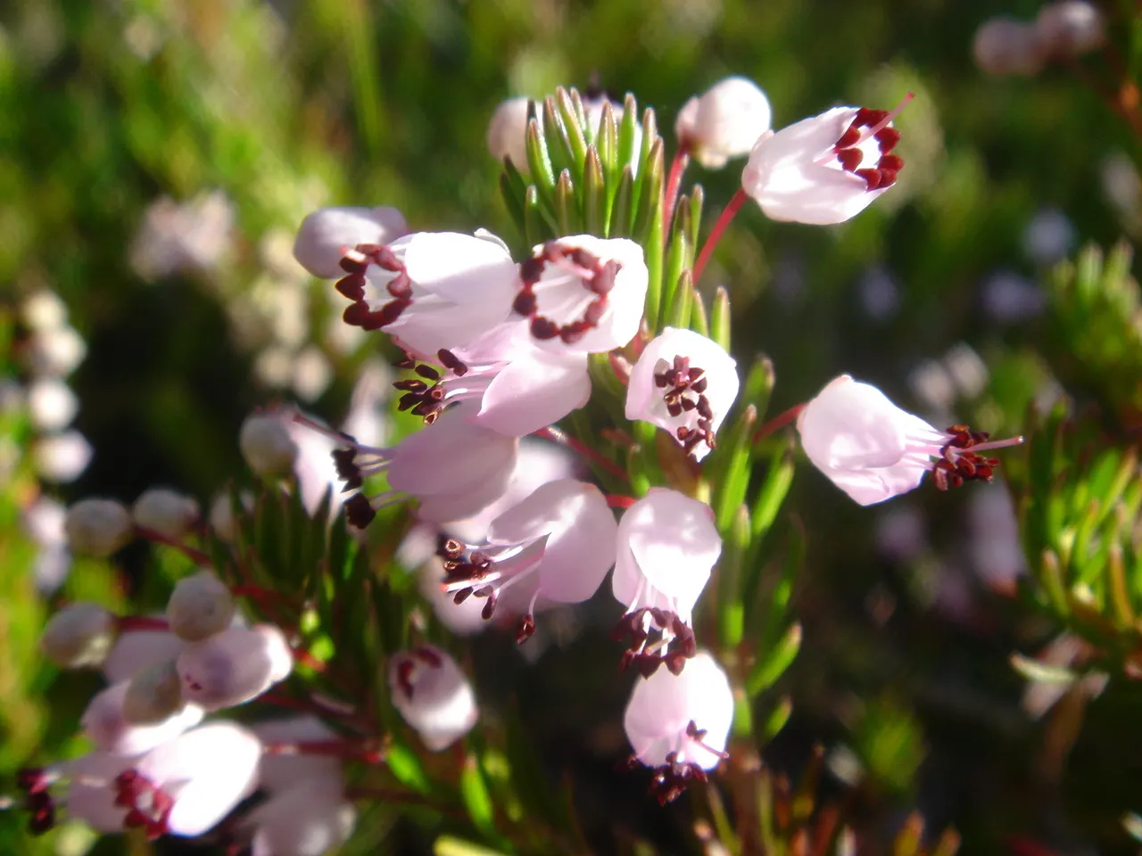 Cornish Heather (Erica Vagans) — This paintbrush of the moors is sure to etch beauty into your garden canvas for seasons to come