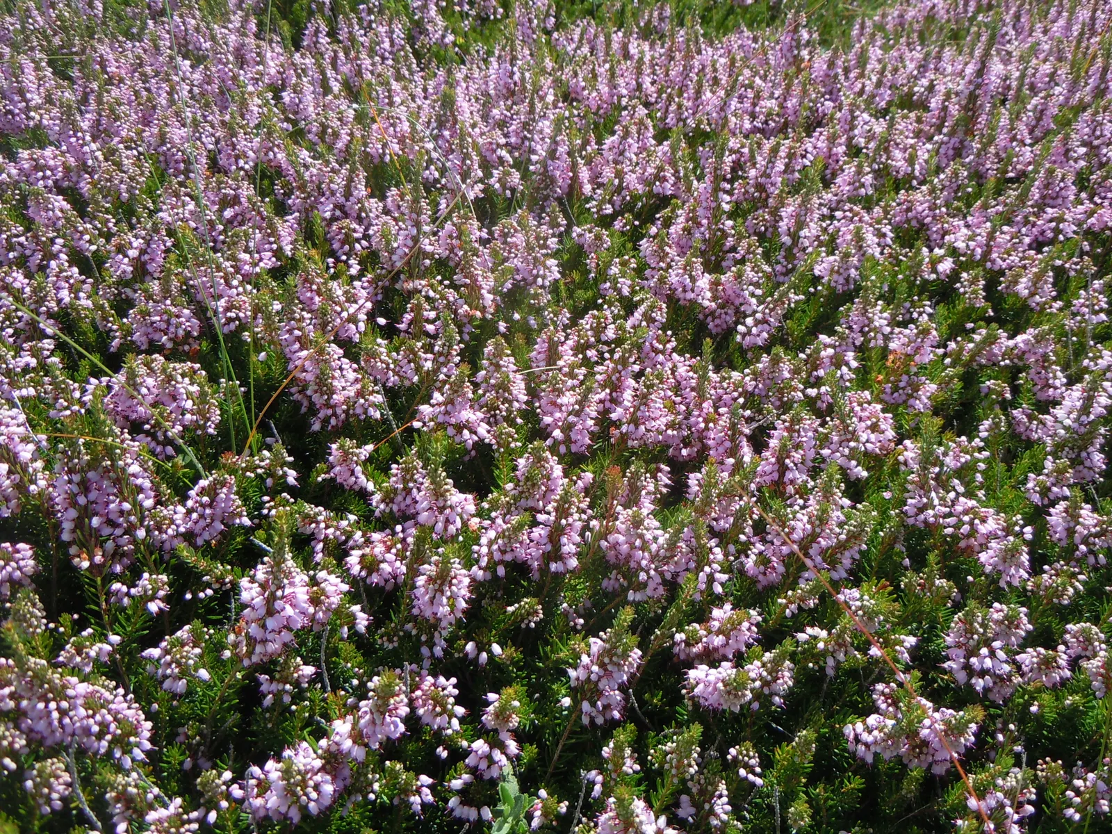 Cornish Heather (Erica Vagans) — bell-shaped flowers that may range from white to various shades of pink and purple