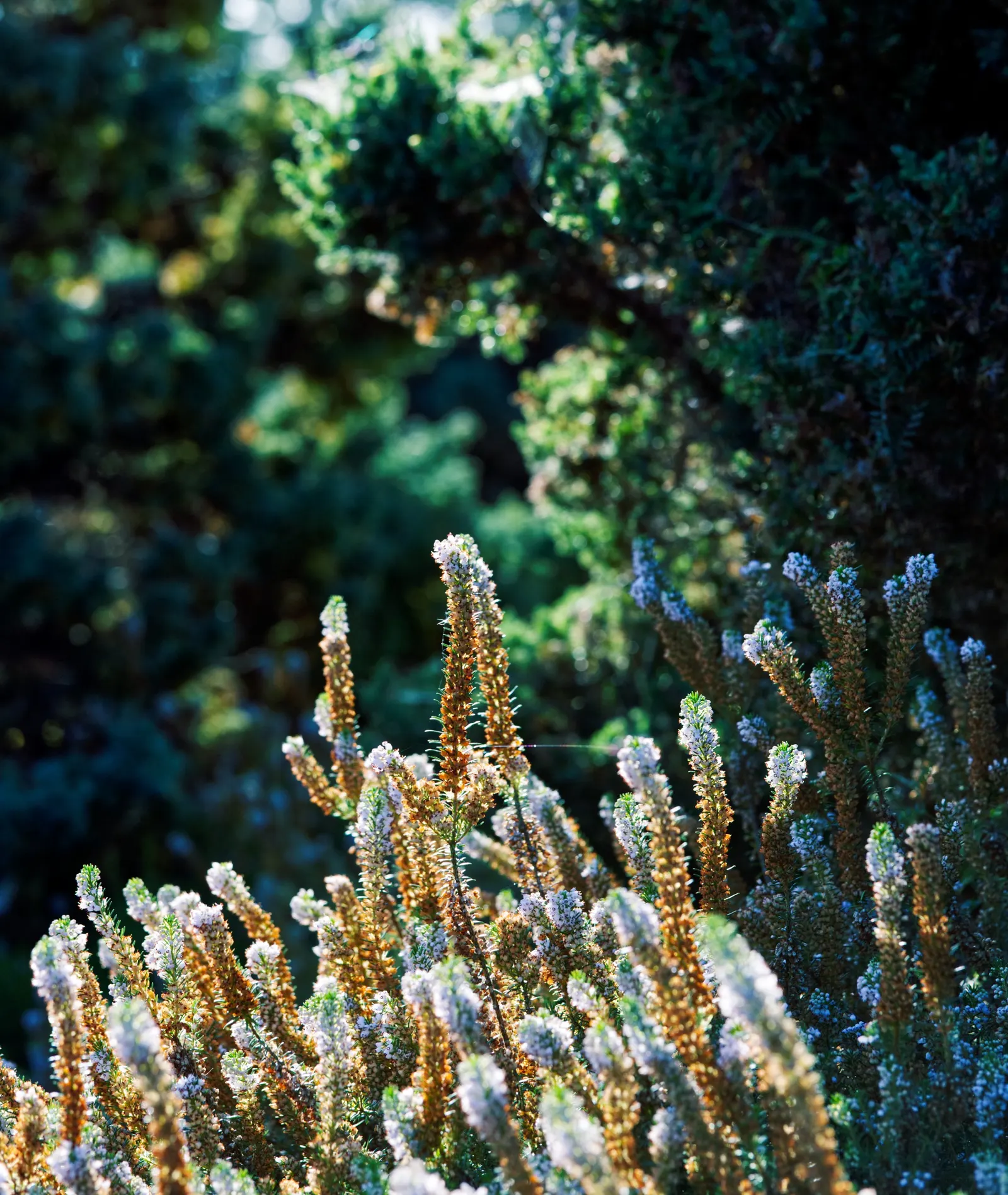 Cornish Heather (Erica Vagans) — This sun-loving heath thrives in acidic