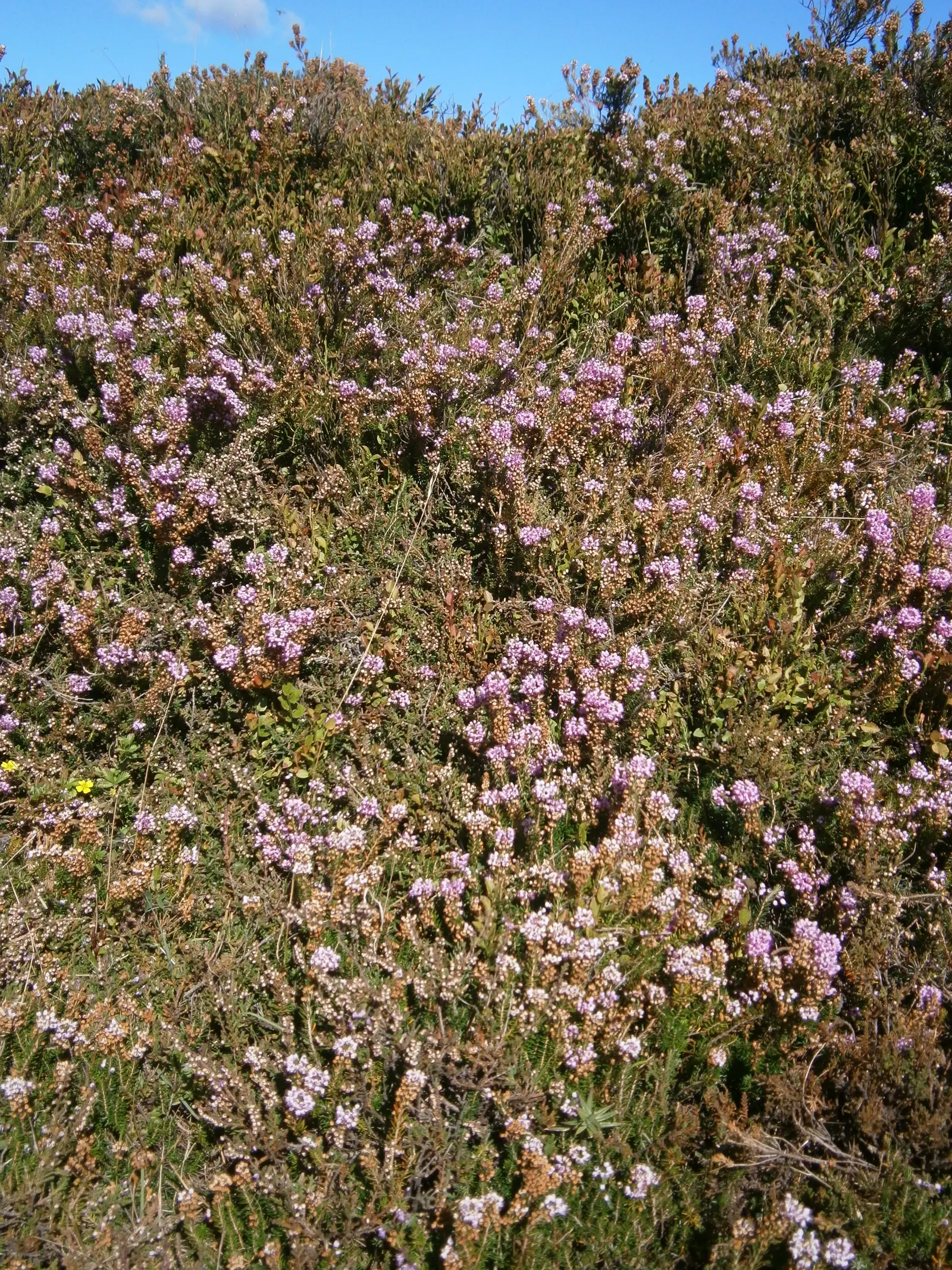 Cornish Heather (Erica Vagans) — Recognized for its dense, fine-textured foliage and mauve to pink blooms, it flourishes in USDA zones 5-7; with a growth rate