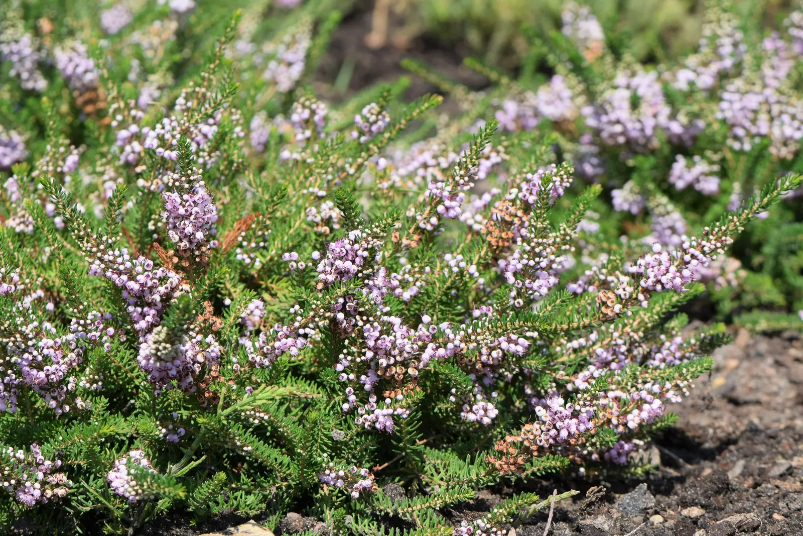 Cornish Heather (Erica Vagans) — reaching about 20 inches in height and 24 inches in spread; is adorned with a dense cloak of fine