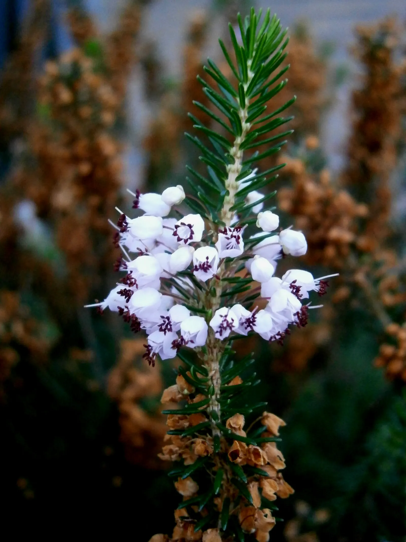 Cornish Heather (Erica Vagans) — Cornish Heather (Erica vagans) exhibits a low-growing; this sun-loving heath thrives in acidic