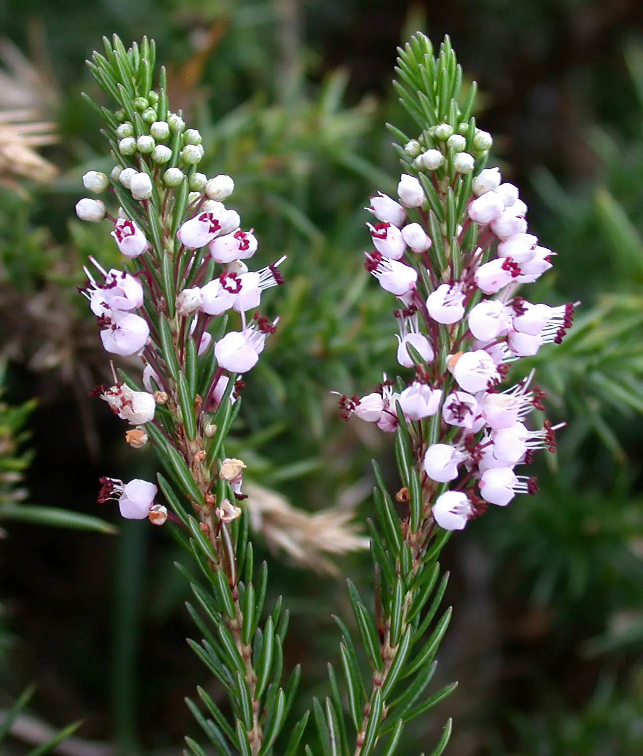 Cornish Heather (Erica Vagans) — is a delightful and hardy evergreen species that imbues gardens with a touch of Cornwall's rugged beauty