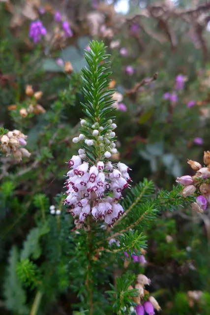 Cornish Heather (Erica Vagans) — Erica vagans flourishes in well-drained