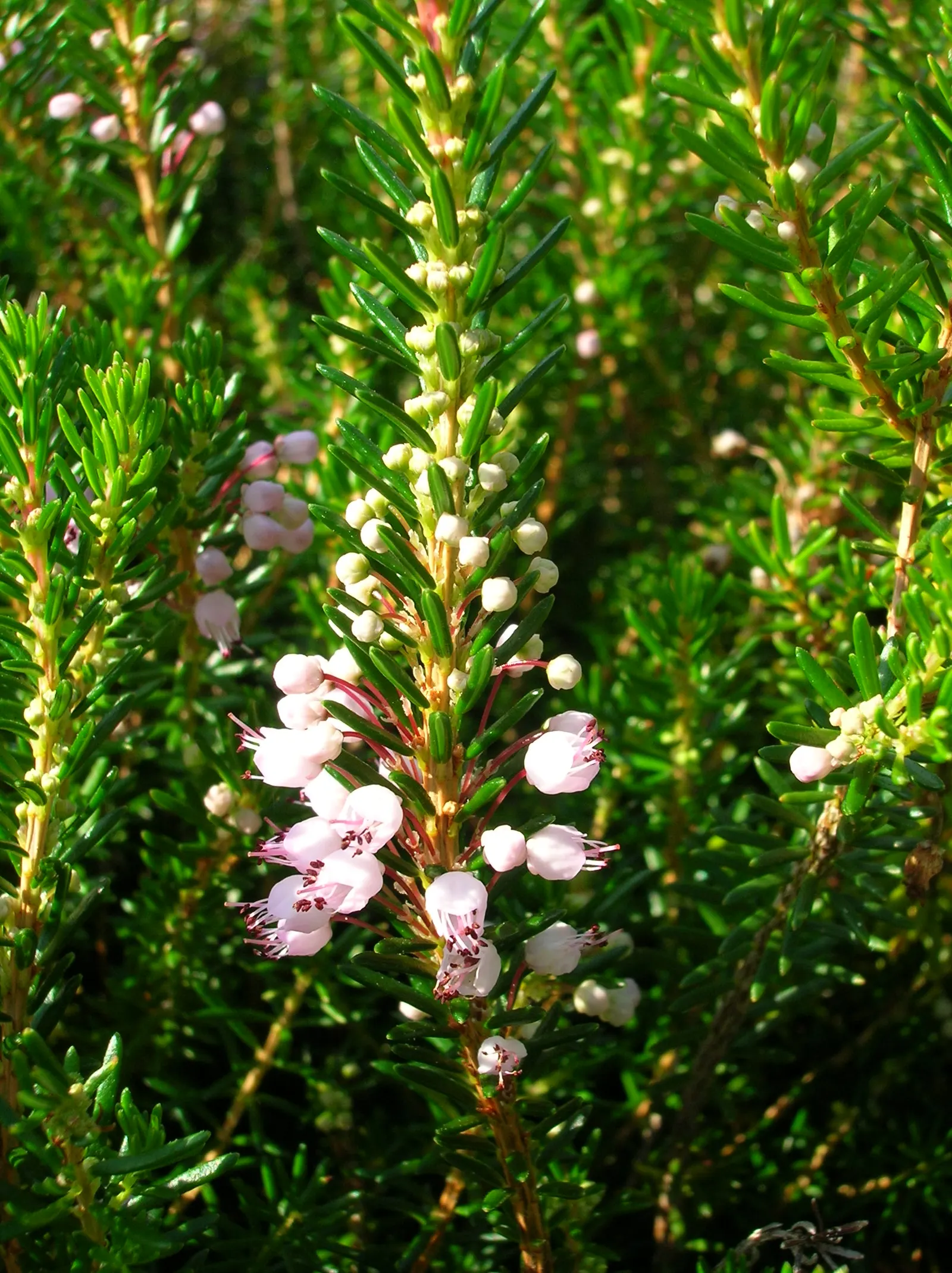 Cornish Heather (Erica Vagans) — Recognized for its dense, fine-textured foliage and mauve to pink blooms, it flourishes in USDA zones 5-7