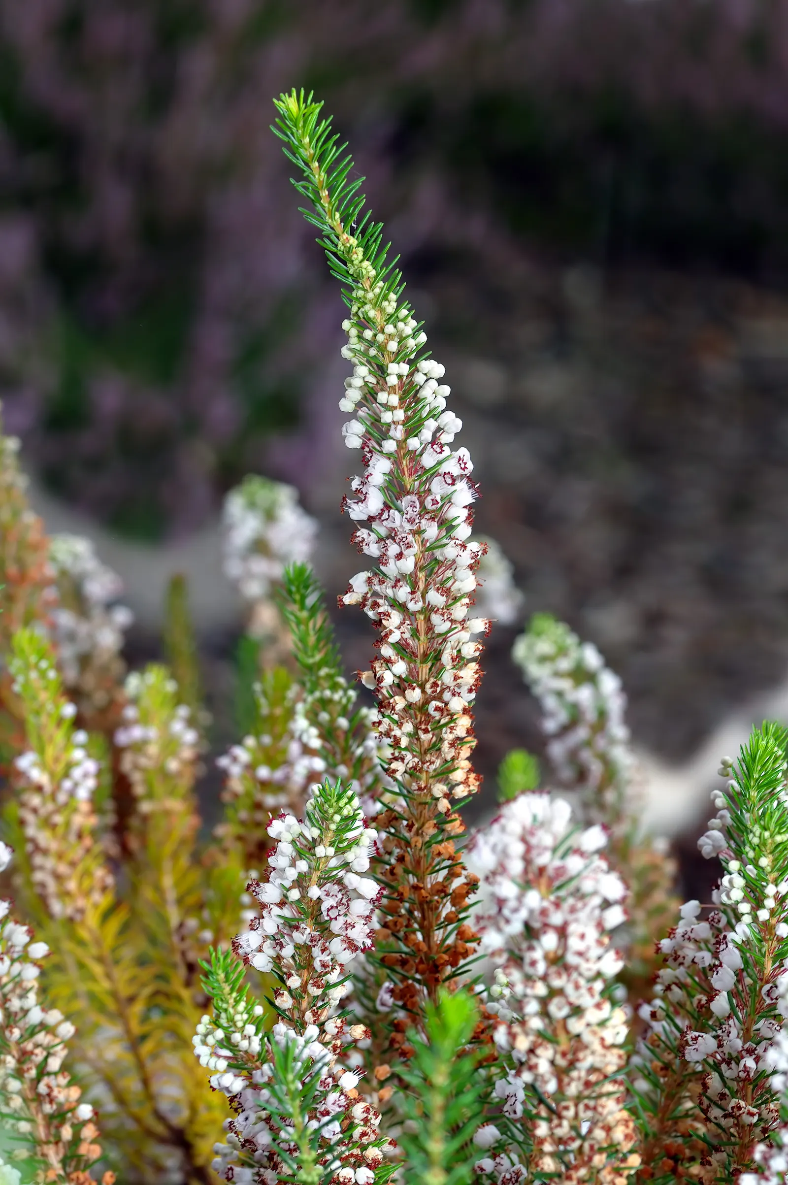 Cornish Heather (Erica Vagans) — is adorned with a dense cloak of fine