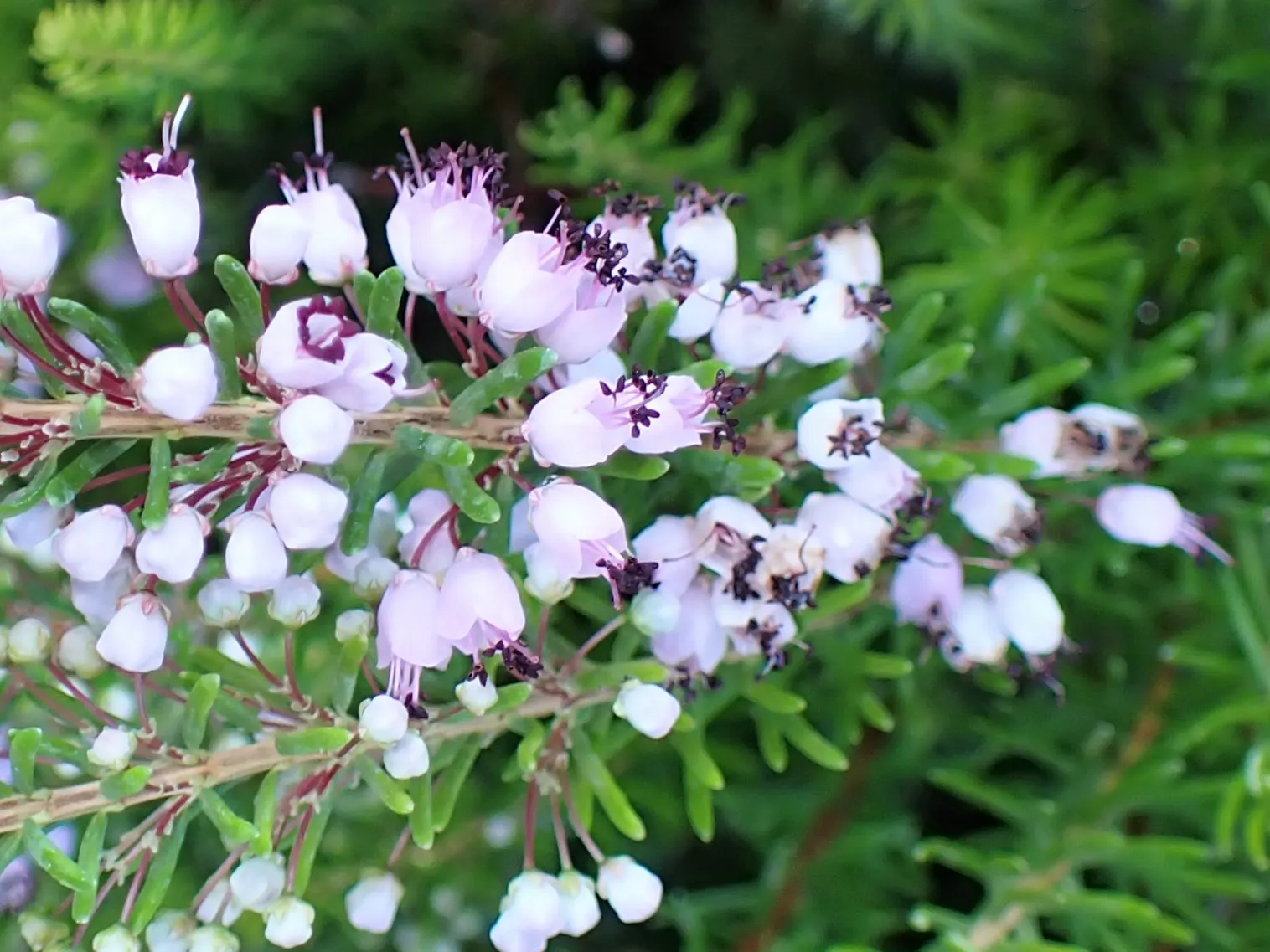 Cornish Heather (Erica Vagans) — only occasional pruning to maintain shape after flowering