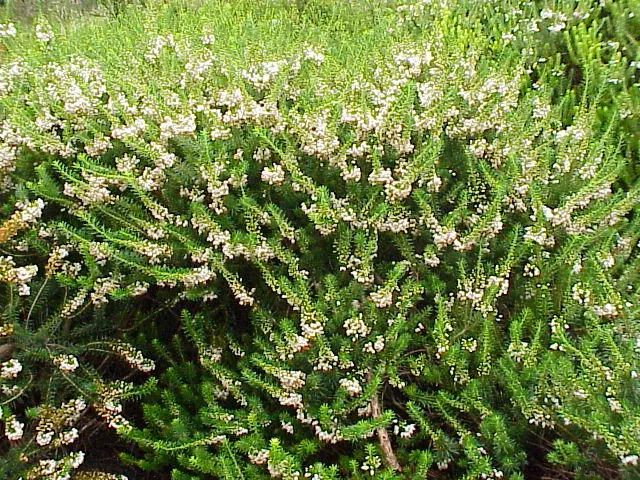 Cornish Heather (Erica Vagans) — well-drained soil and is ideal for rock gardens