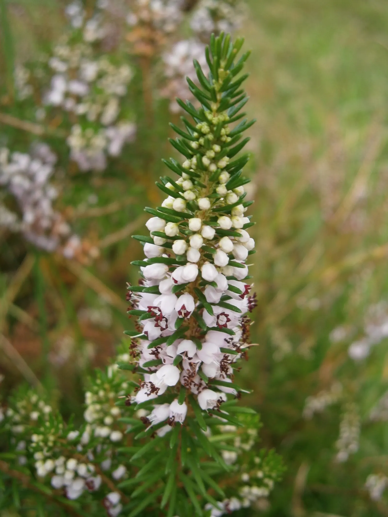 Cornish Heather (Erica Vagans) — With a growth rate of about 4-6 inches per year