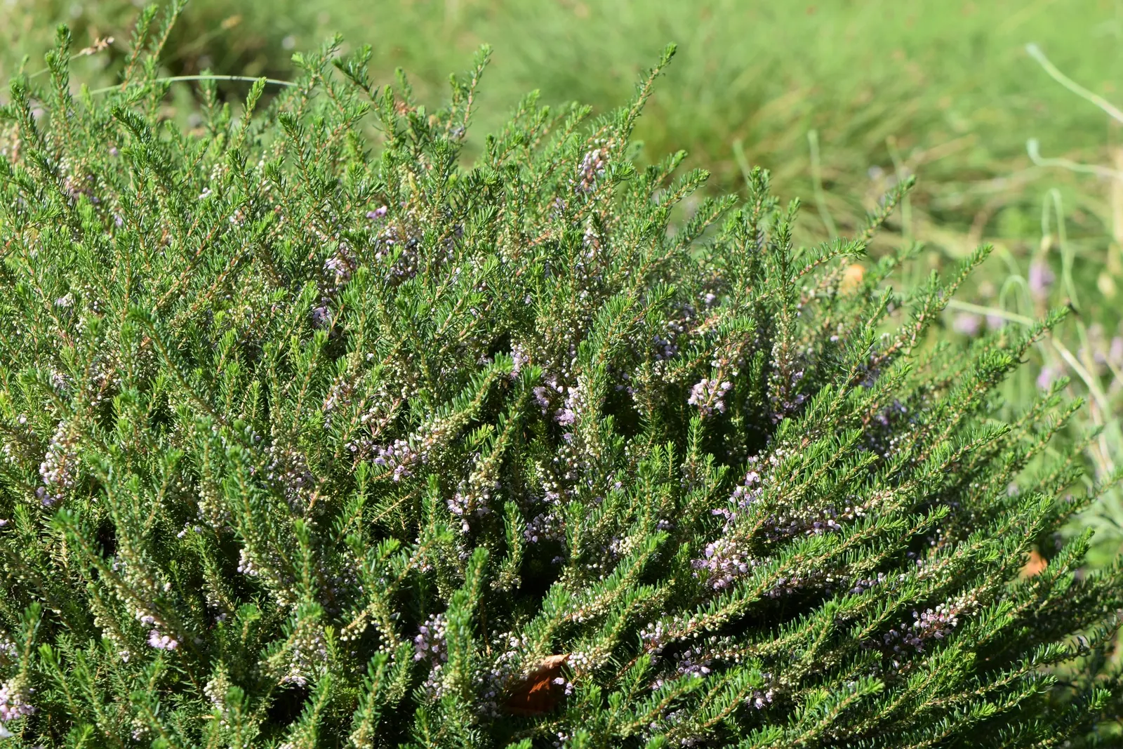 Cornish Heather (Erica Vagans) — ground cover / shrub for full or half