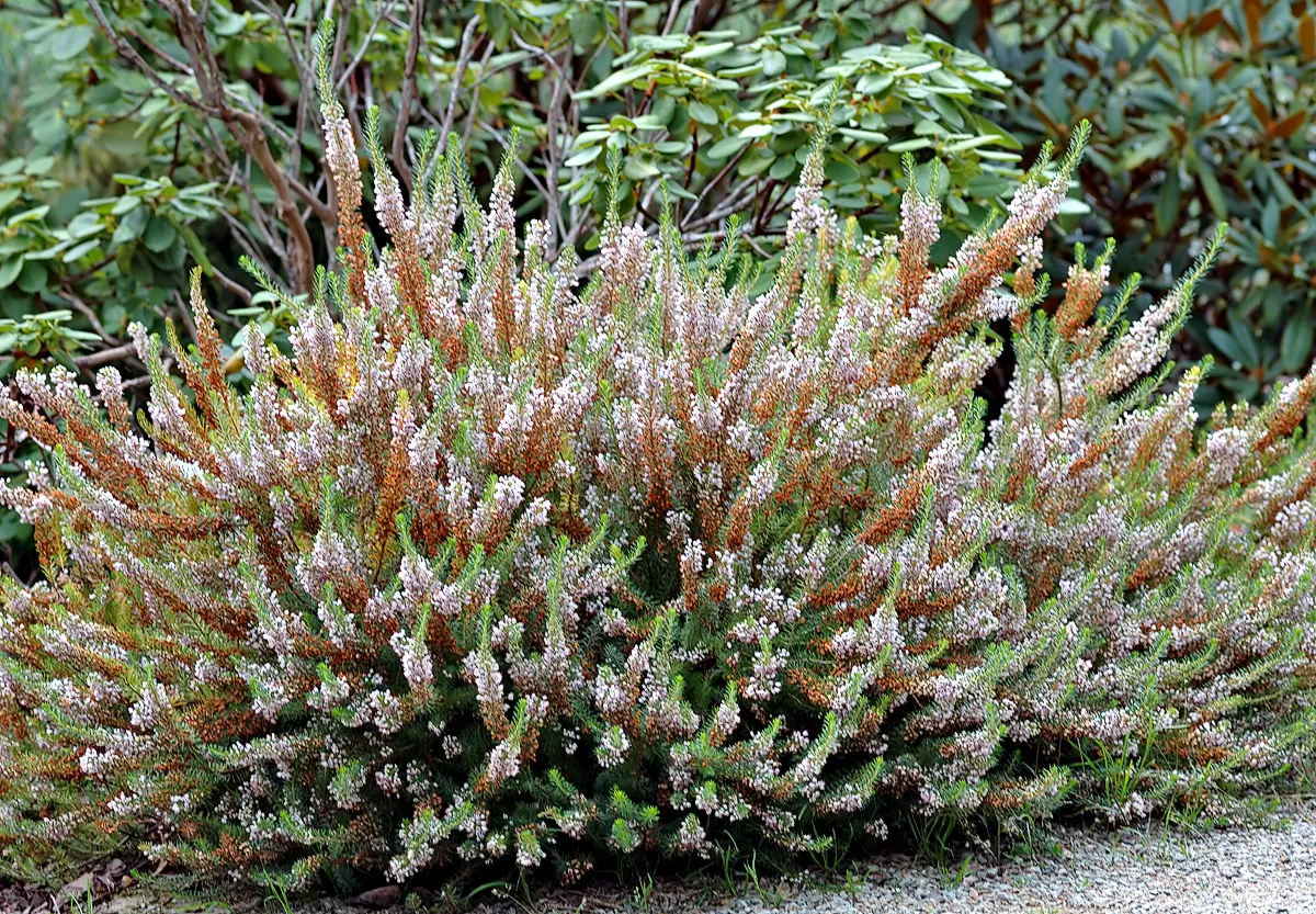 Cornish Heather (Erica Vagans) — Ideal for landscape designs that seek to integrate low-maintenance and long-flowering plants