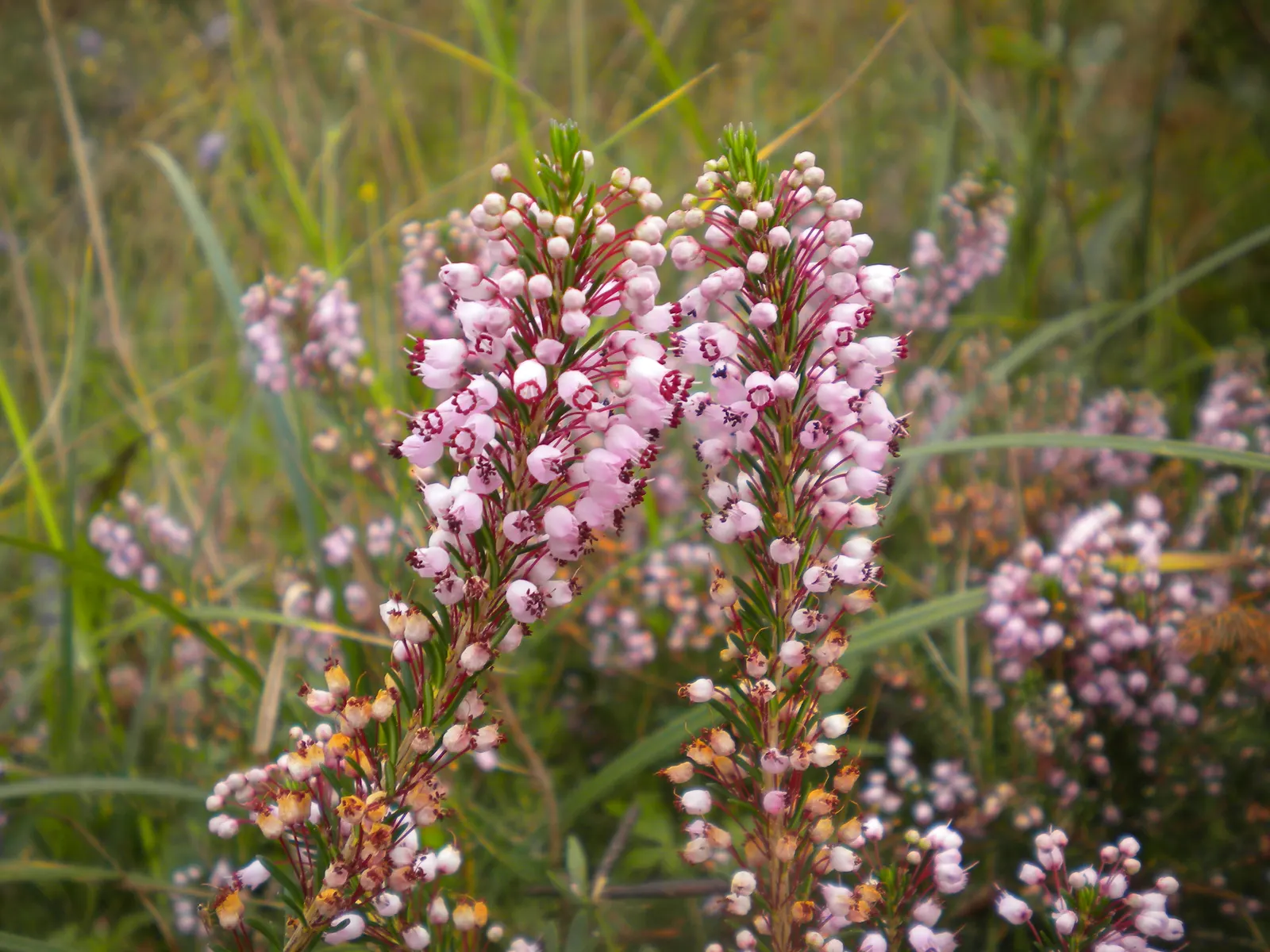 Cornish Heather (Erica Vagans) — it is suitable for mass plantings